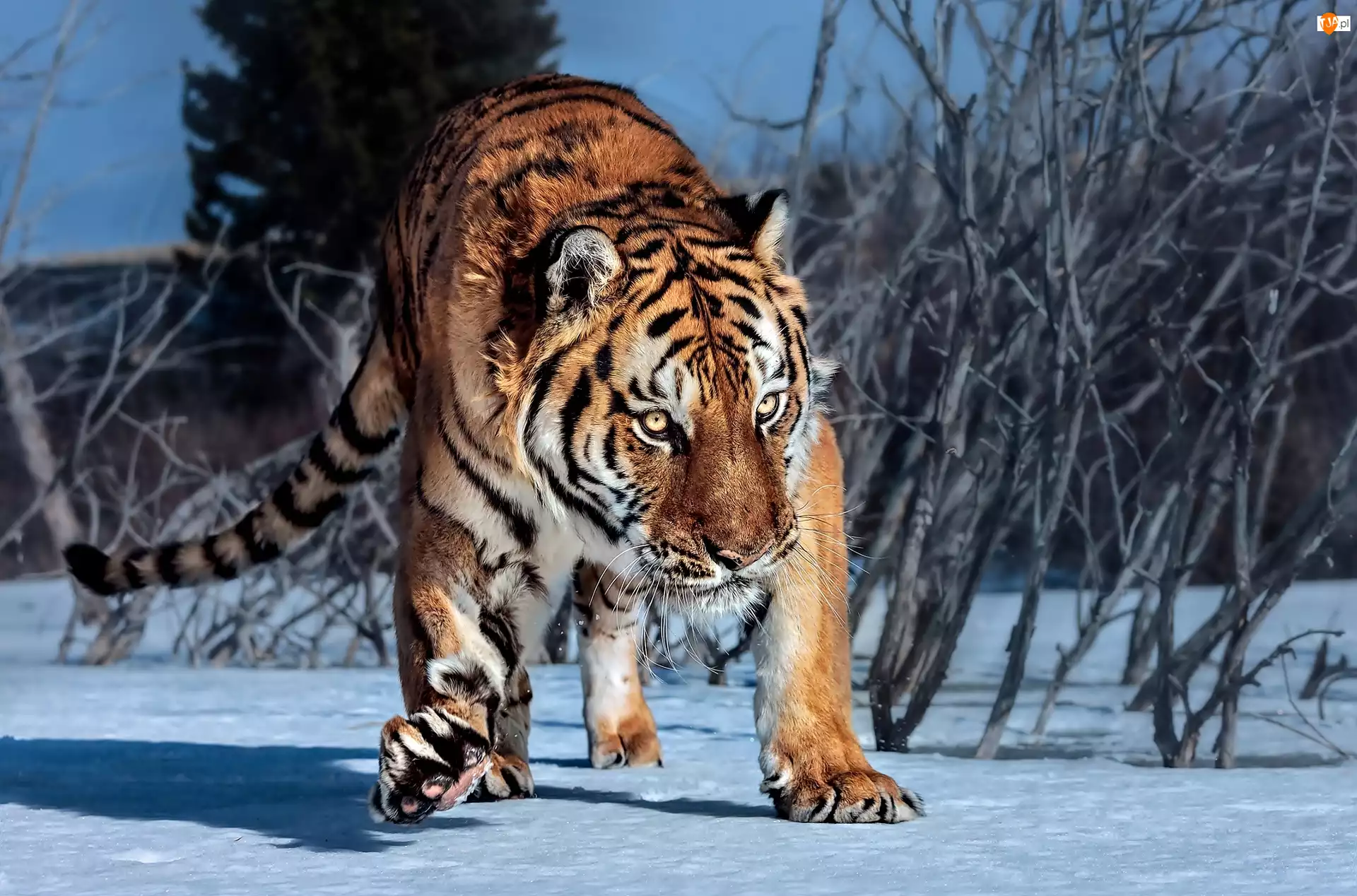 Tygrys, Krzaki, Zima, Śnieg