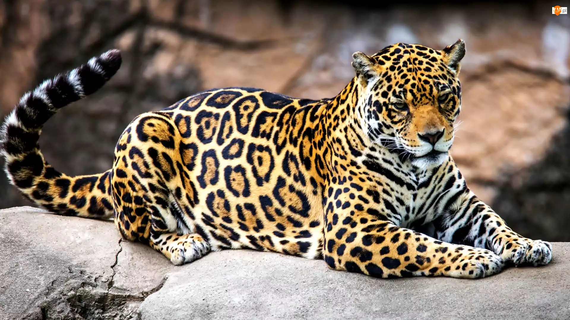 Kamień, Jaguar
