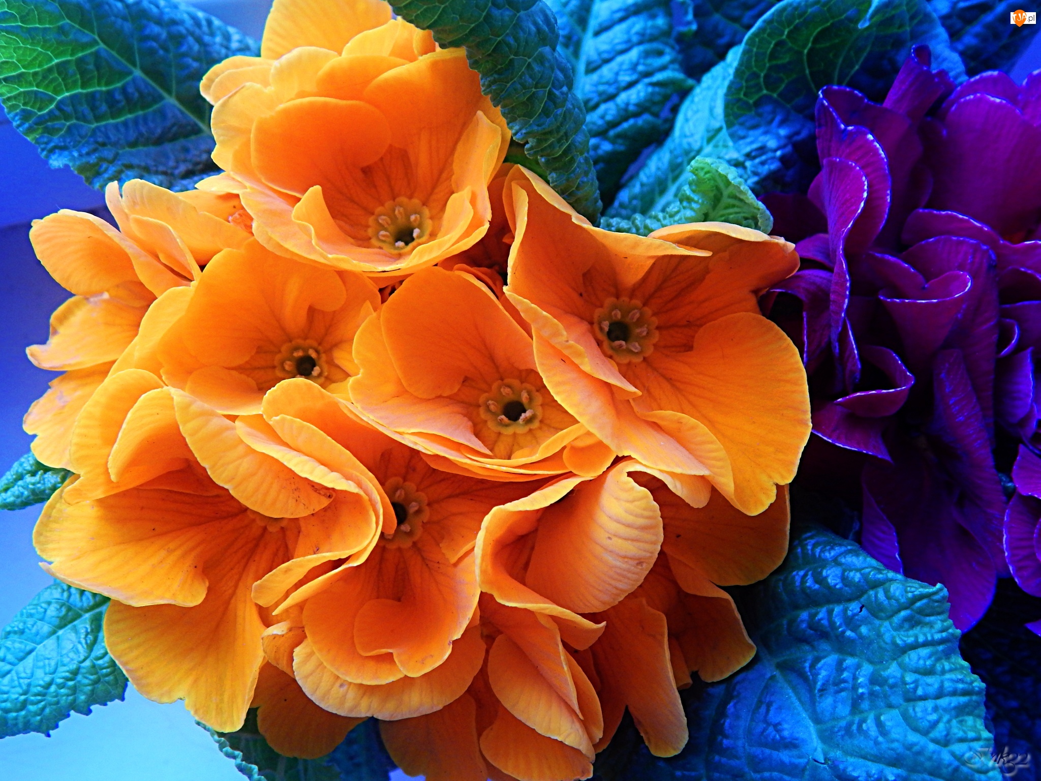 Kwiaty, Prymula, Pomarańczowe