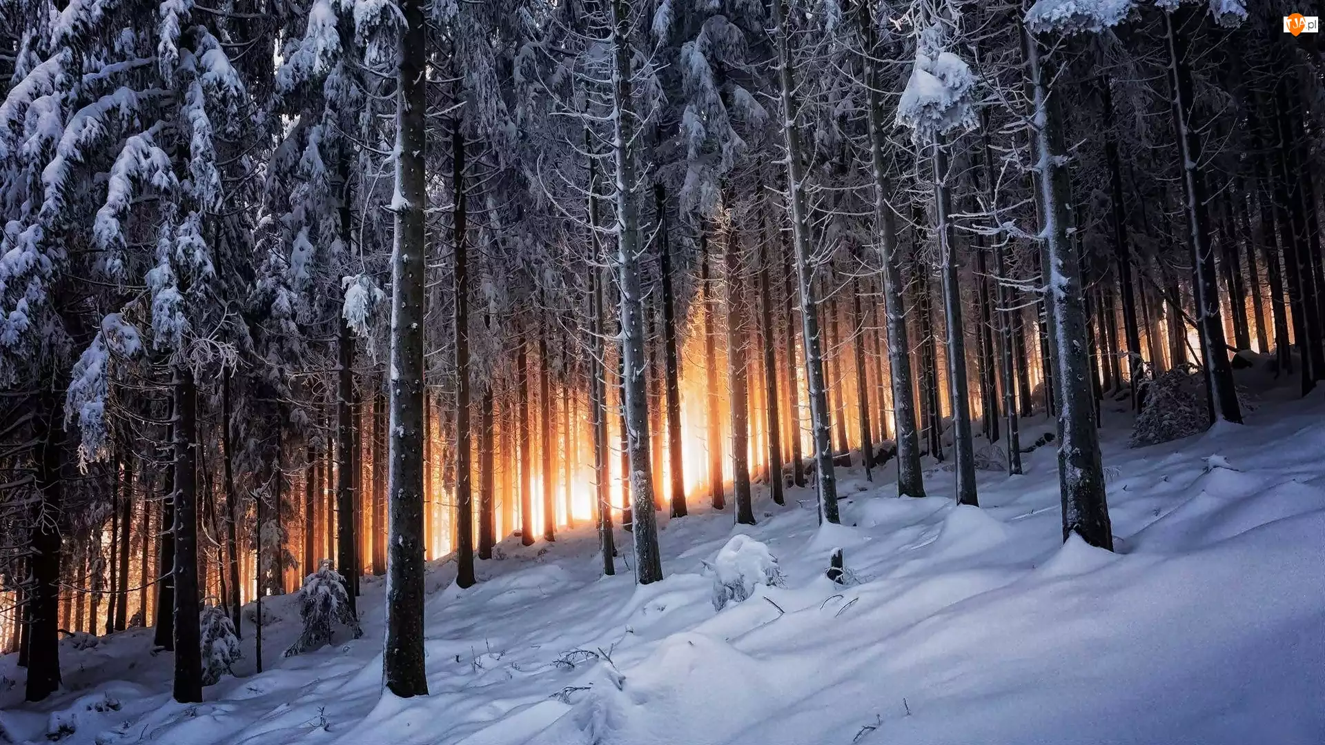 Drzewa, Zima, Przebijające, Las, Światło