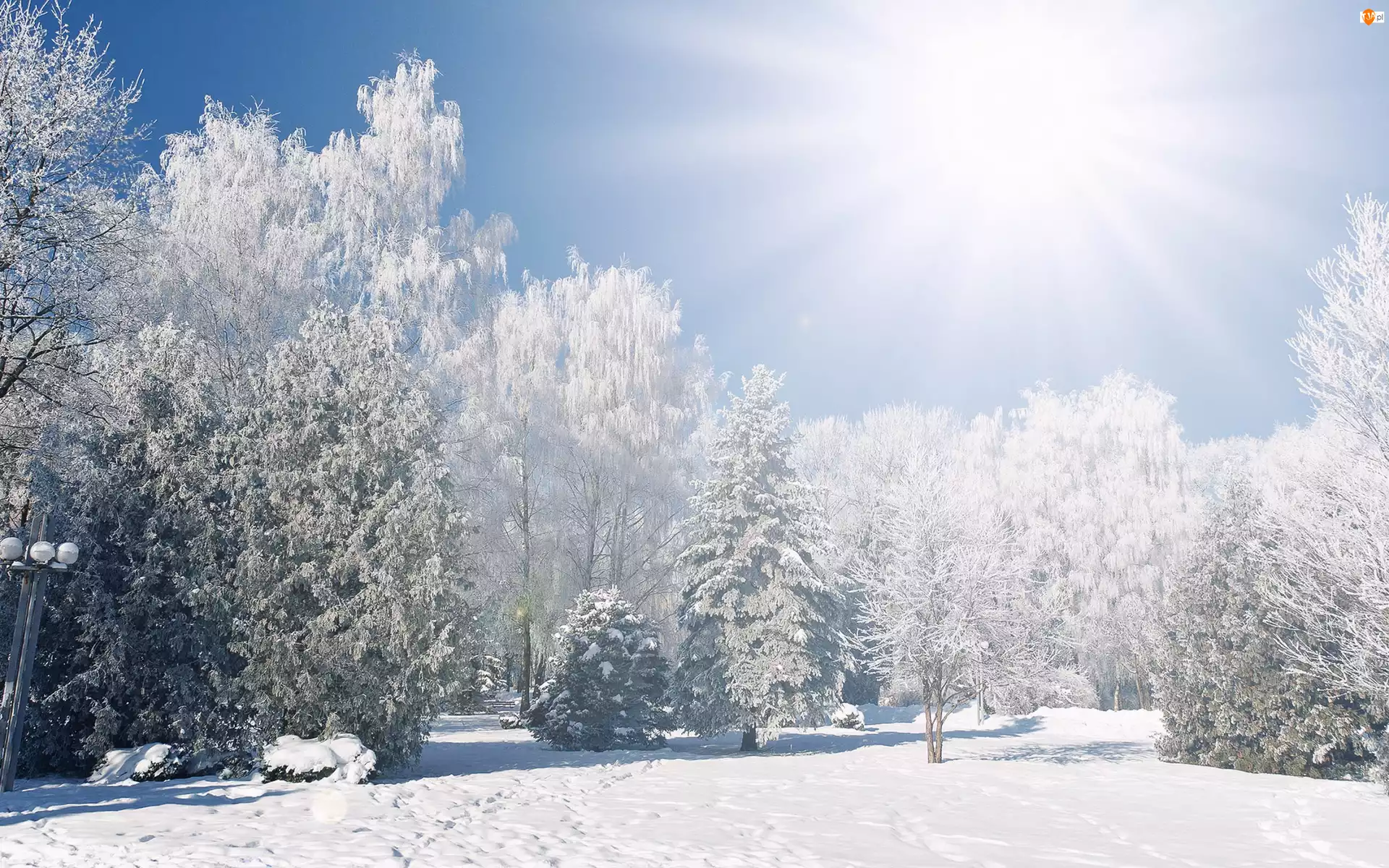 Zima, Słońce, Śnieg, Drzewa