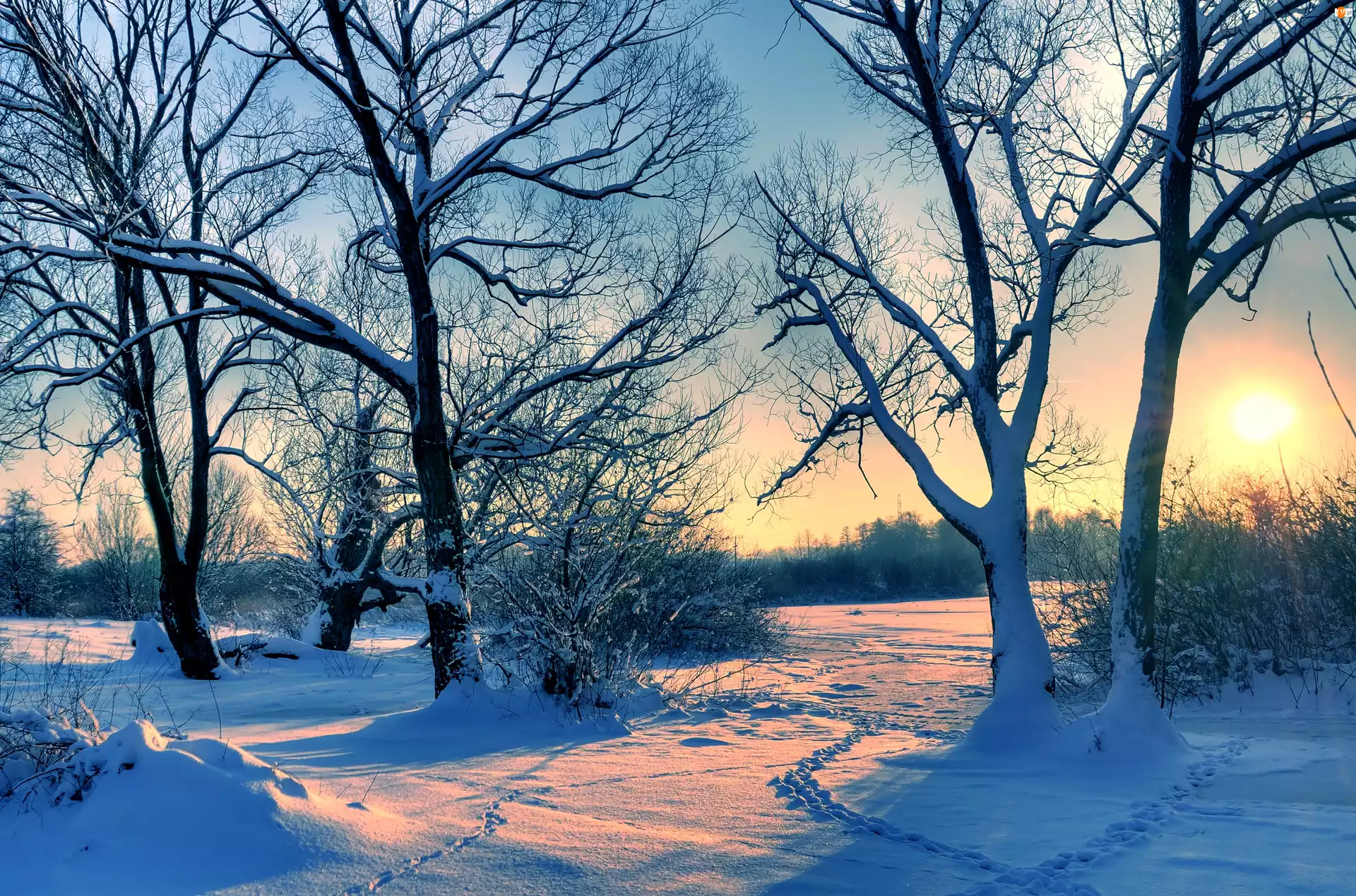 Zima, Słońce, Drzewa, Przebijające