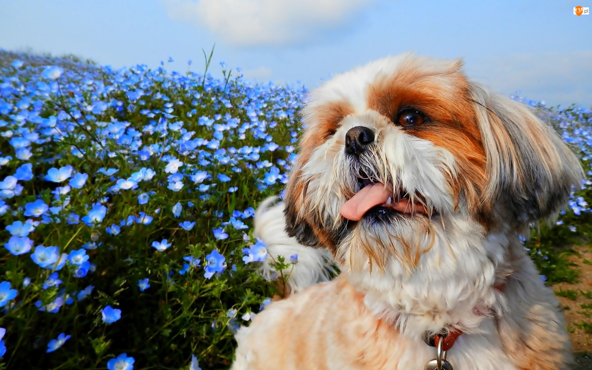 Pies, Kwiaty, Shih Tzu, Niebieskie