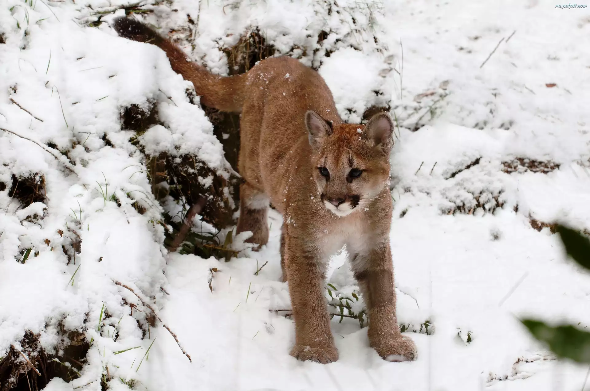Zima, Puma, Śnieg