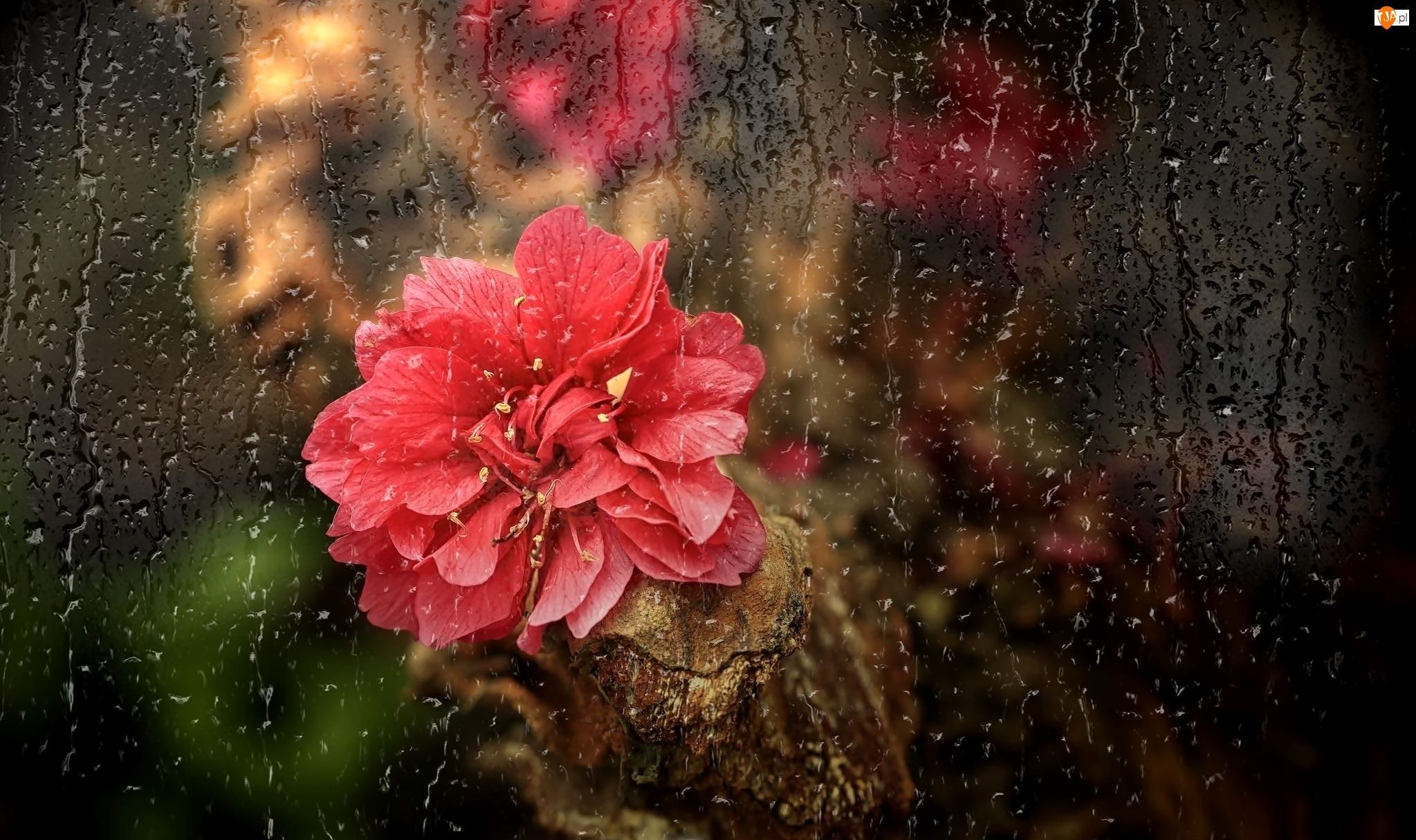 Deszczu , Spływające , Kwiat, Czerwony, Odbicie, Szyba, Krople