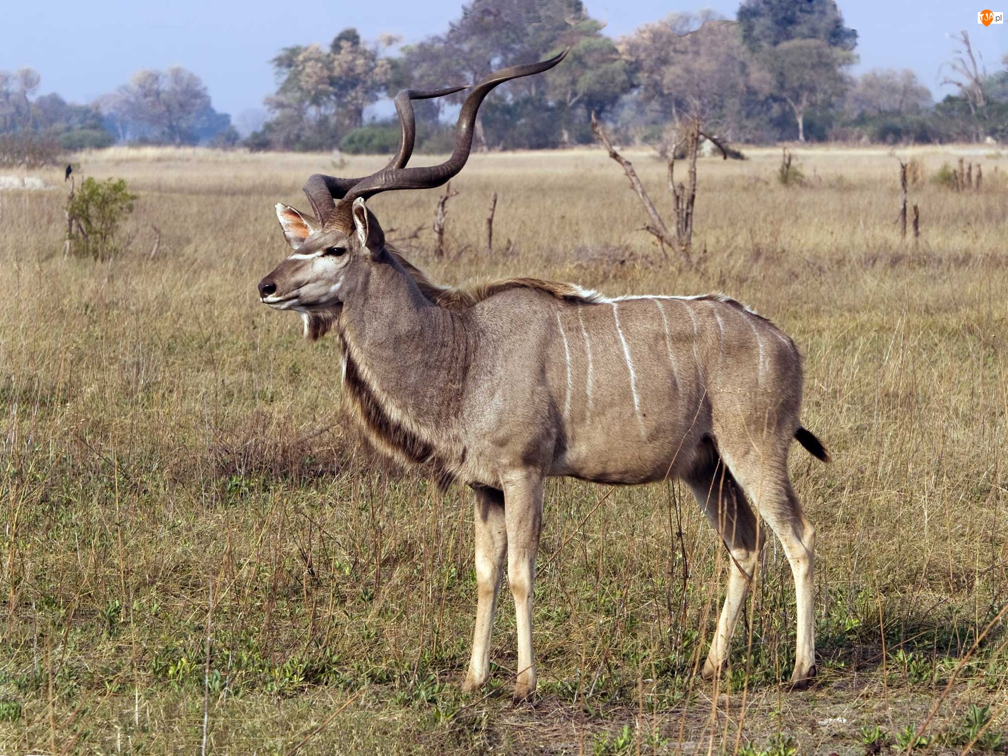 Sawanna, Antylopa, Kudu, Rogi