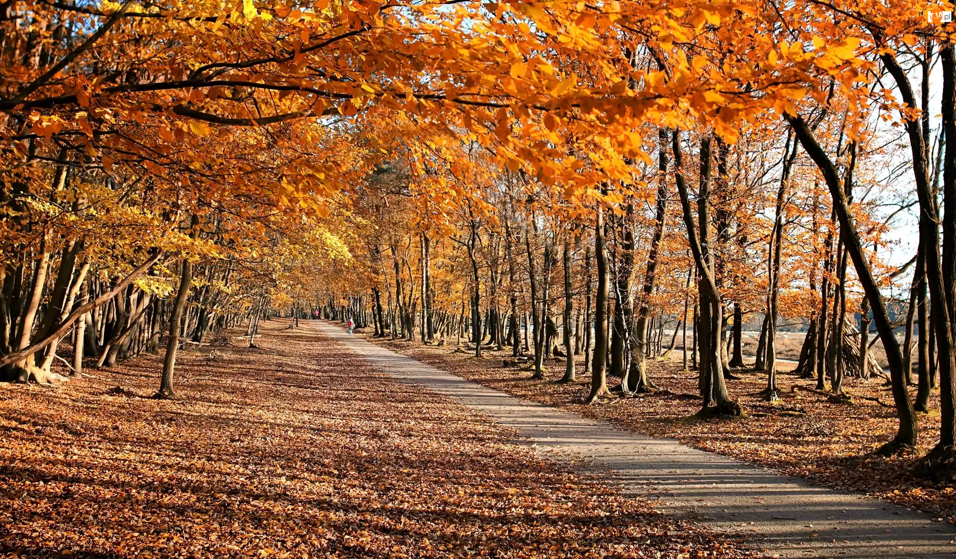 Park, Jesień, Drzewa, Droga