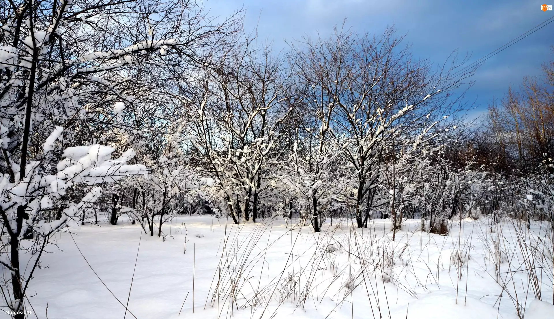 Śnieg, Drzewa, Zima