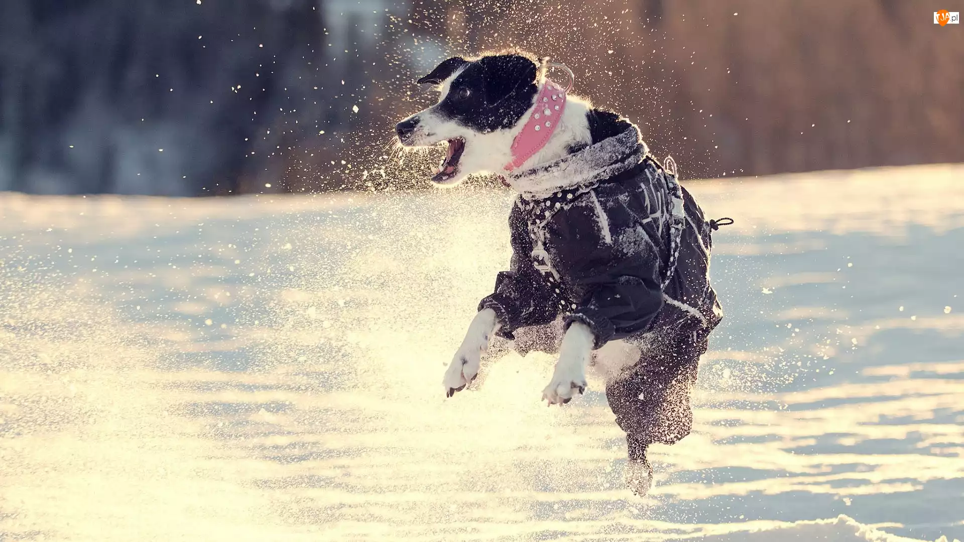 Pies, Skok, Śnieg, Zima