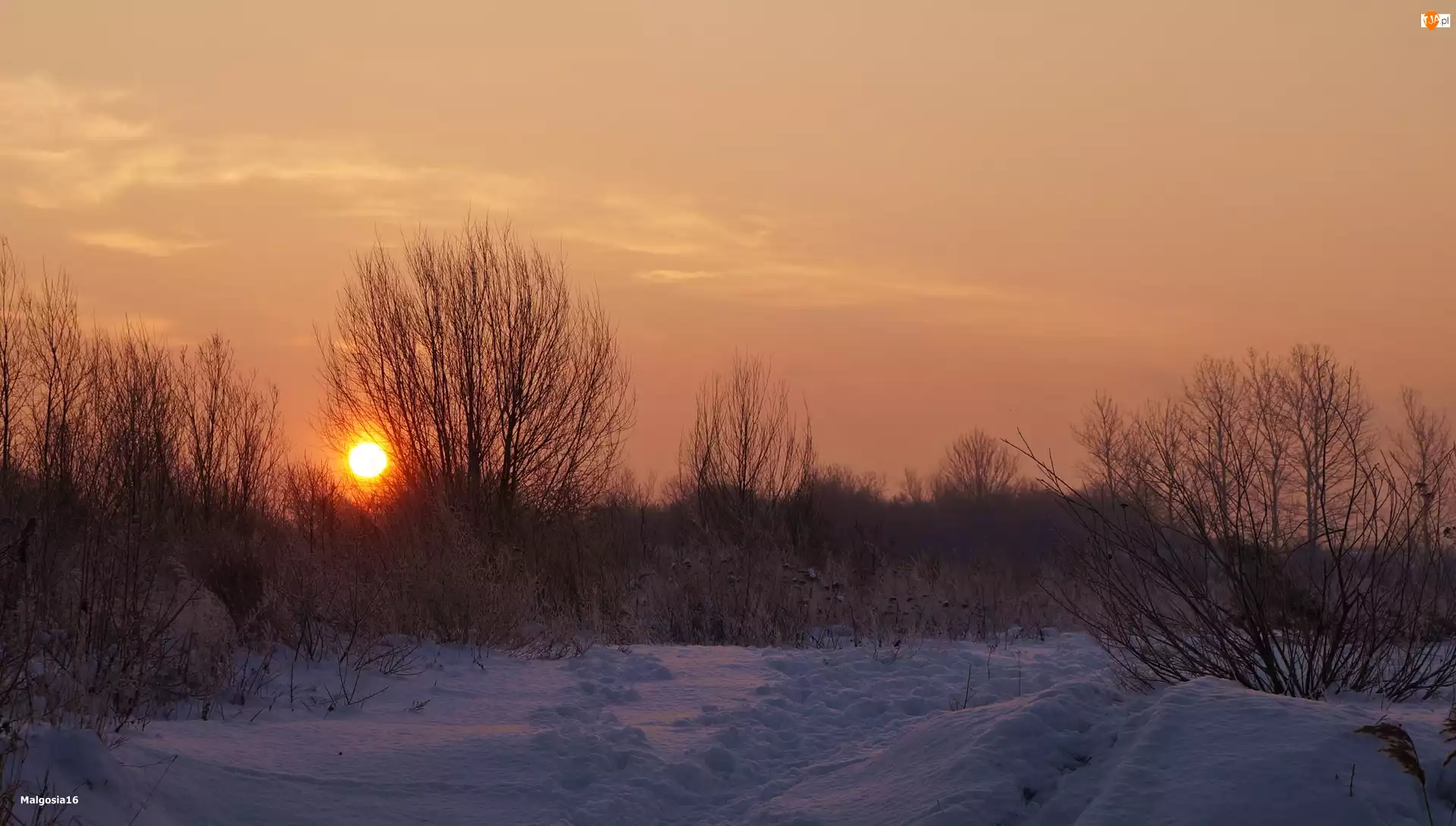 Zima, Drzewa, Śnieg, Wschód Słońca
