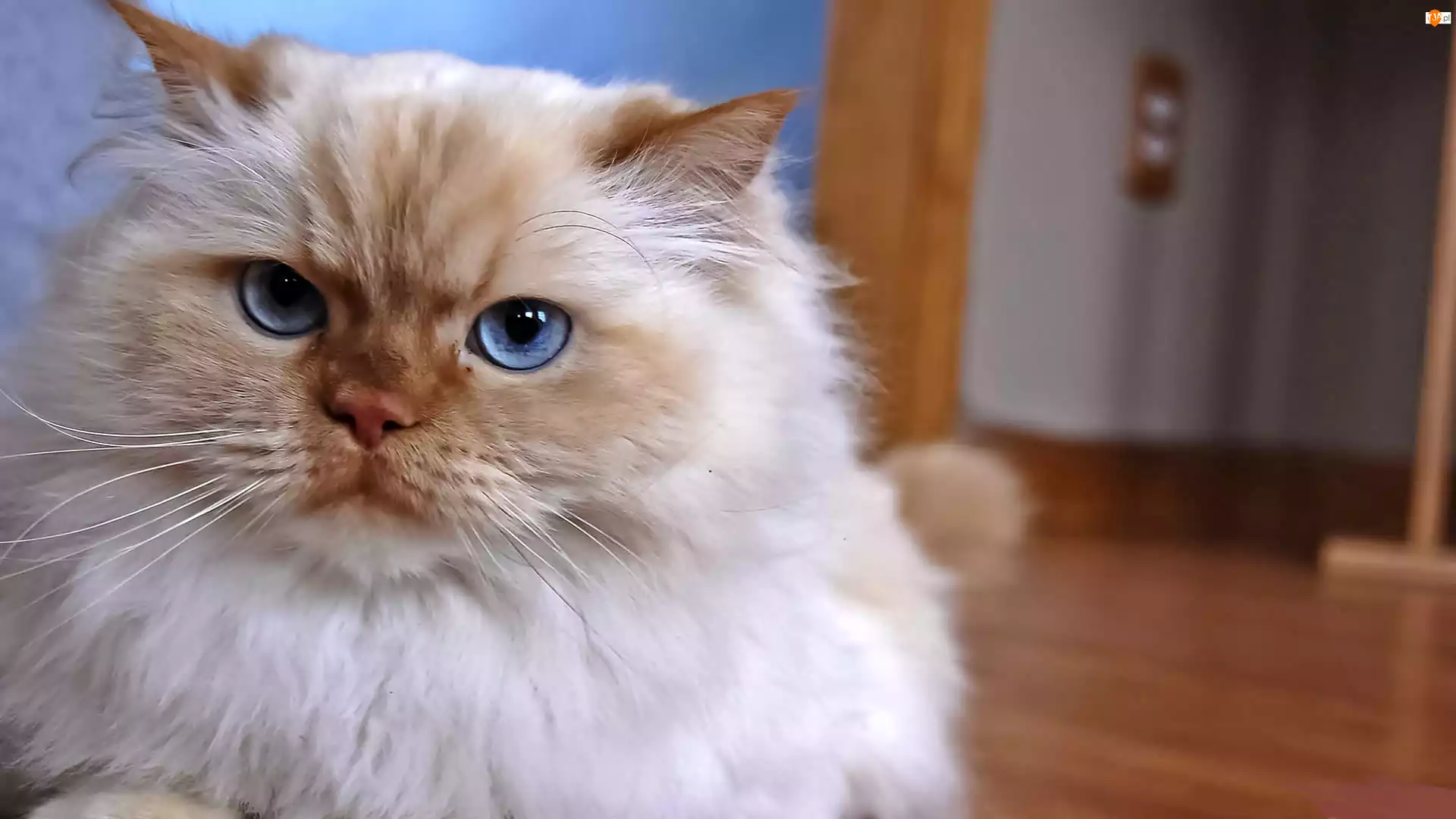 Oczy, Kot perski, Niebieskie