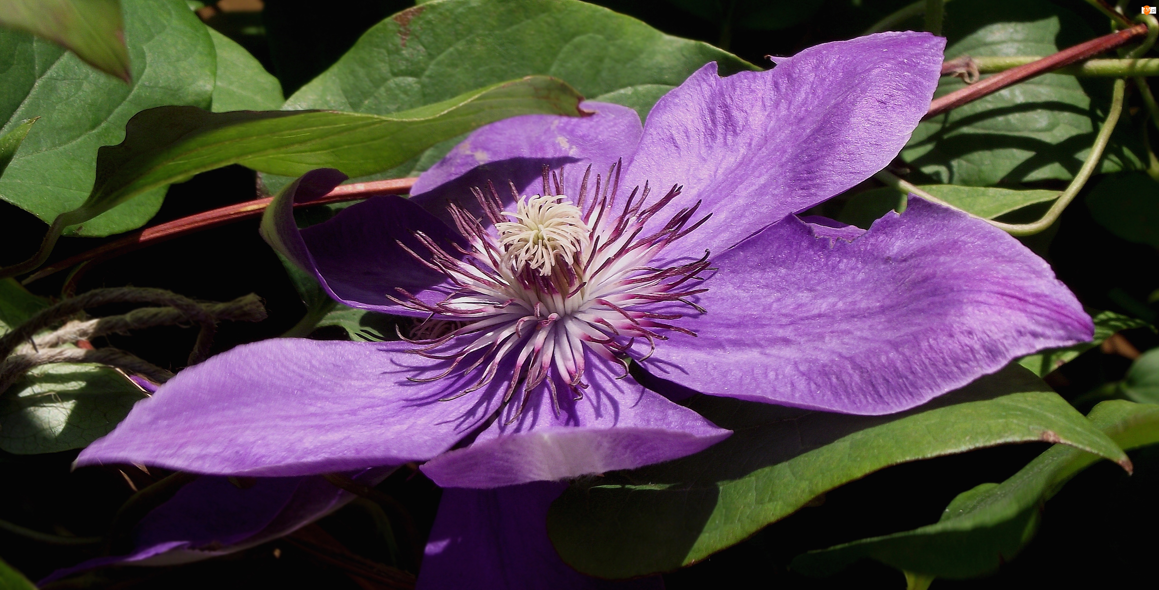 Clematis, Kwiat