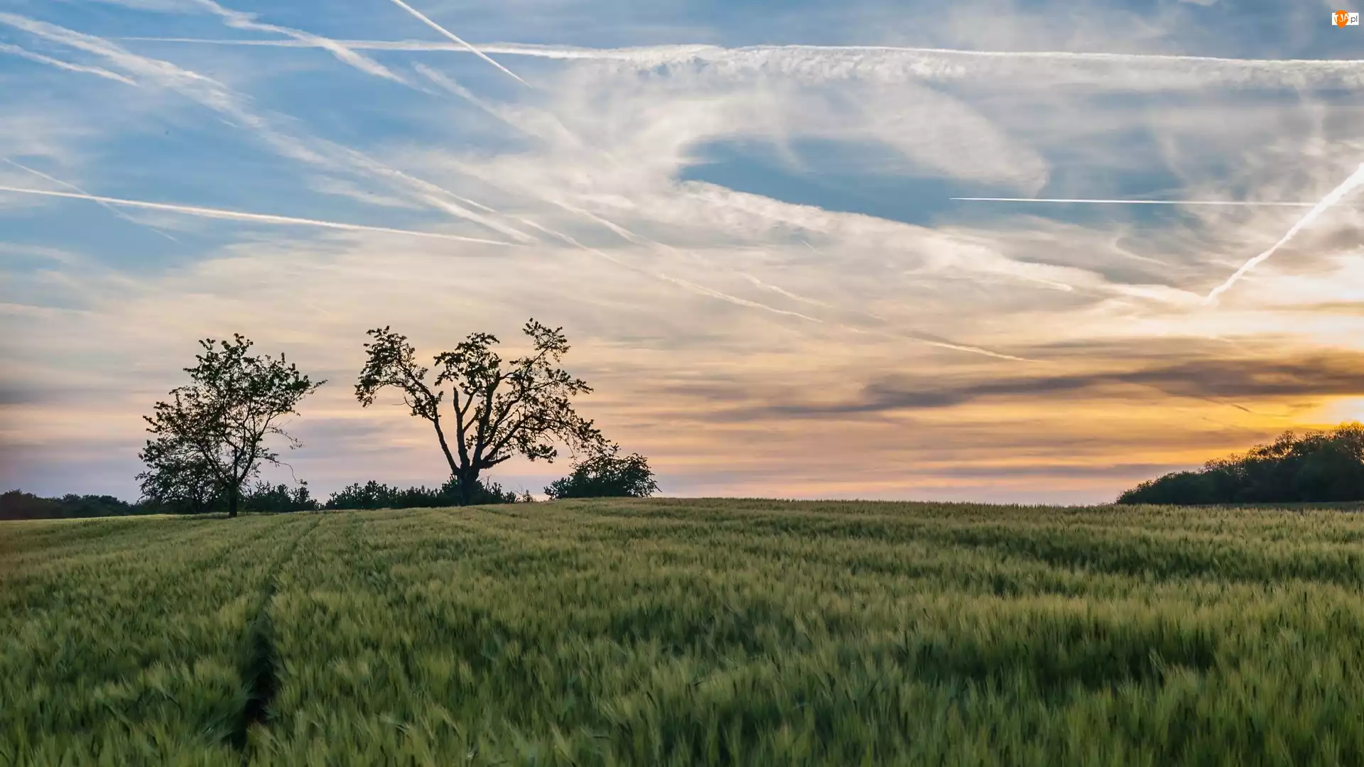 Samolotów, Drzewa, Pole, Ślady