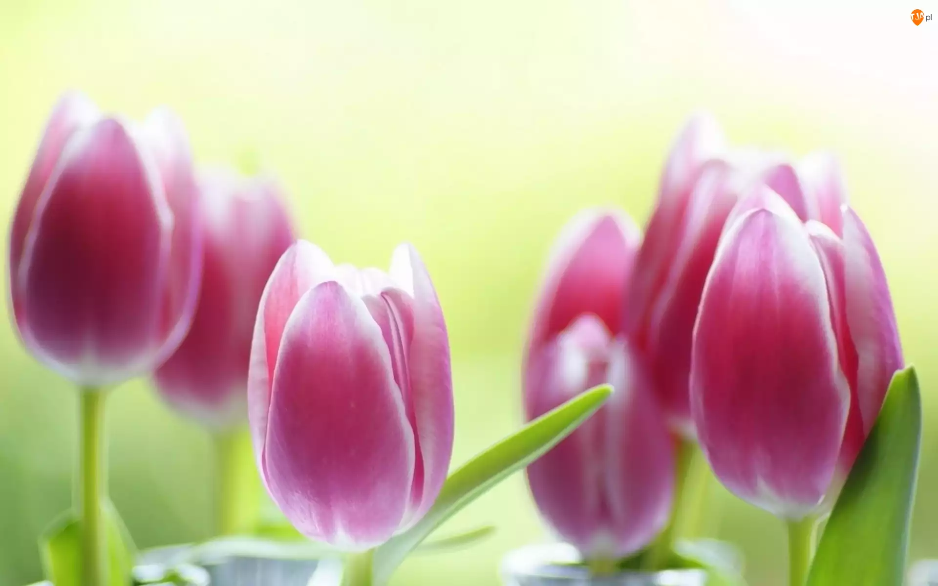Rozmycie, Różowe, Tulipany