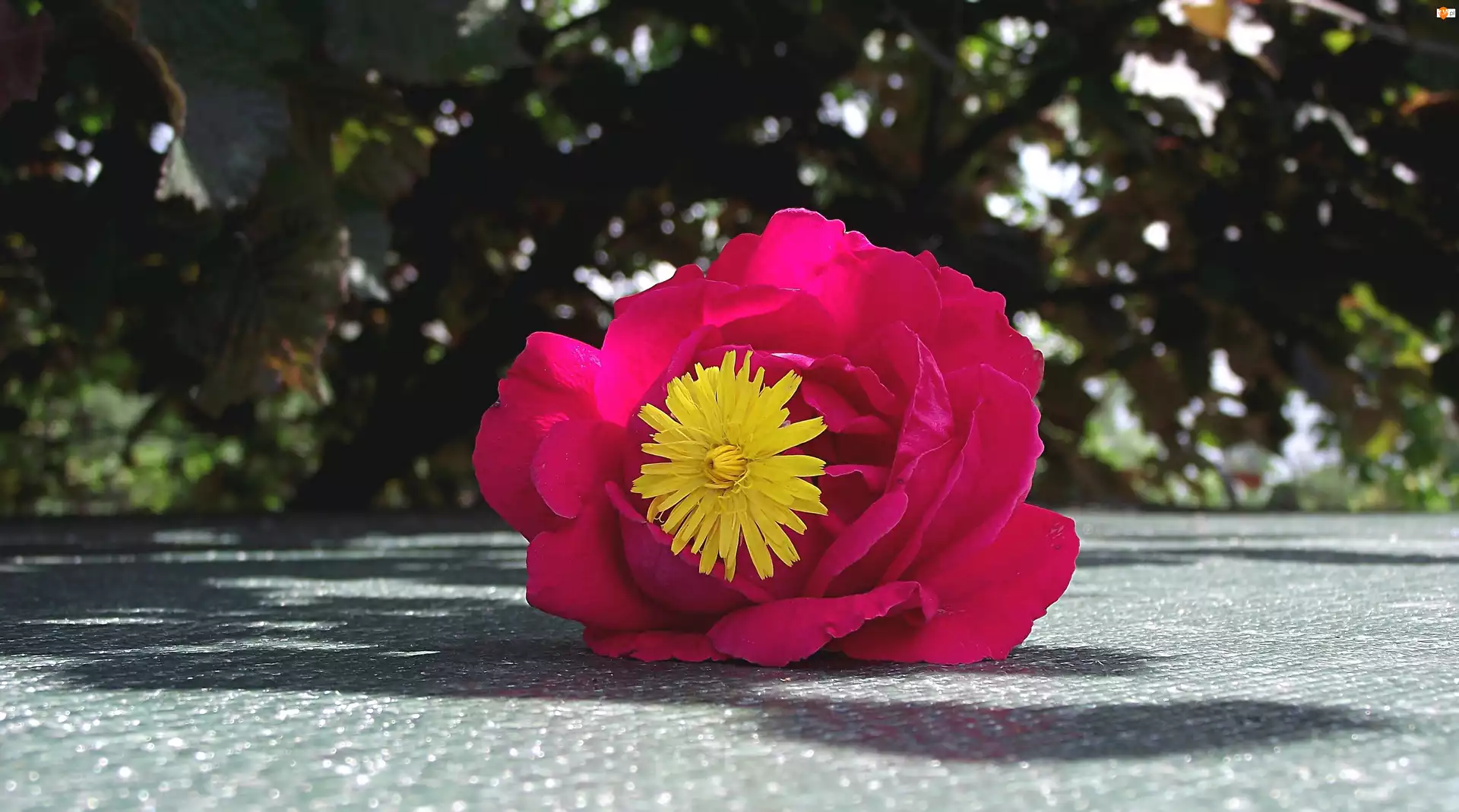Prosienicznik szorstki, Kwiat, Róża