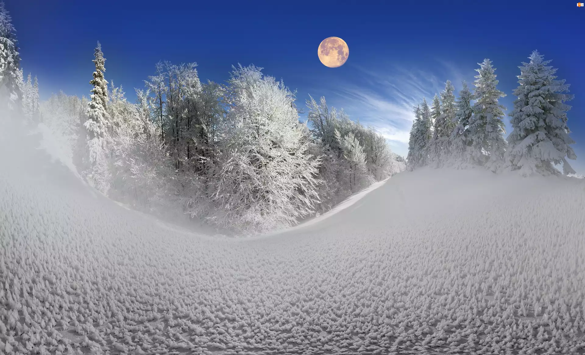 Drzewa, Zima, Śnieg, Księżyc
