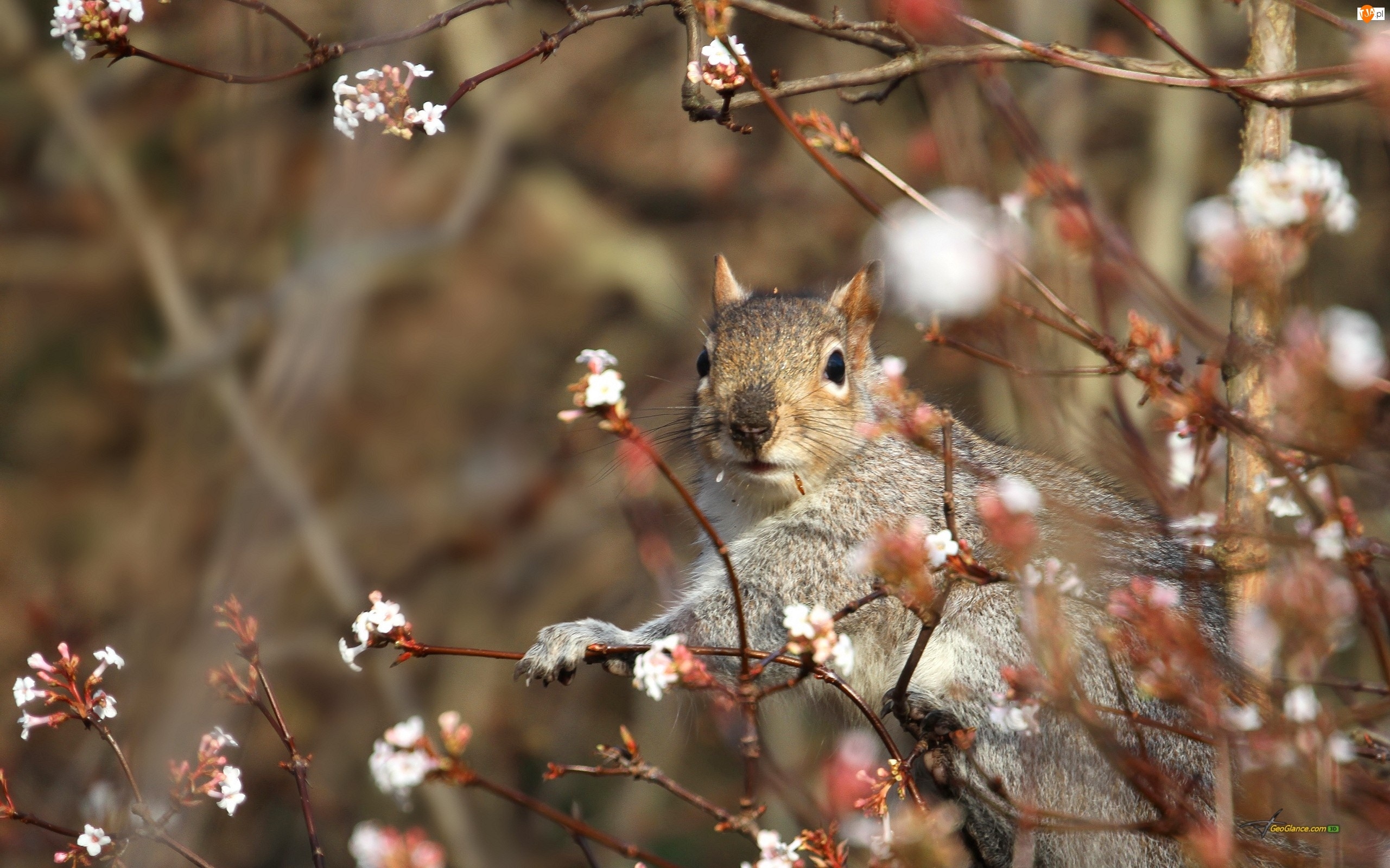 Wiewiórka, Wiosna, Kwitnące, Drzewo