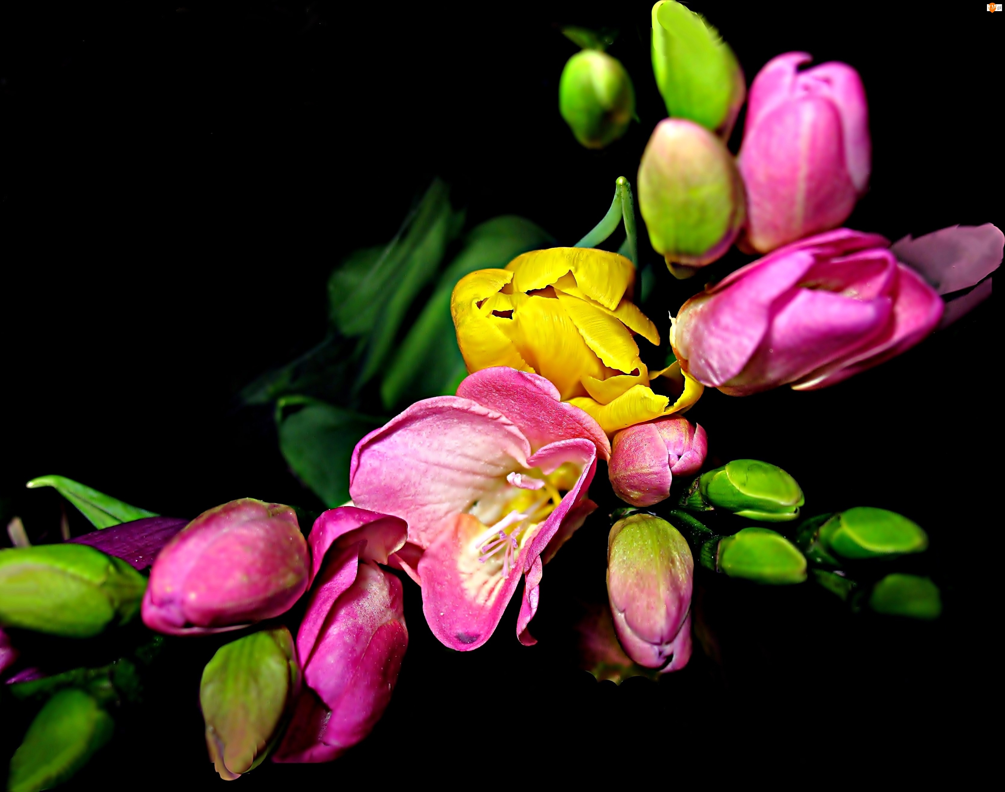 Kompozycja, Tulipany, Kwiaty