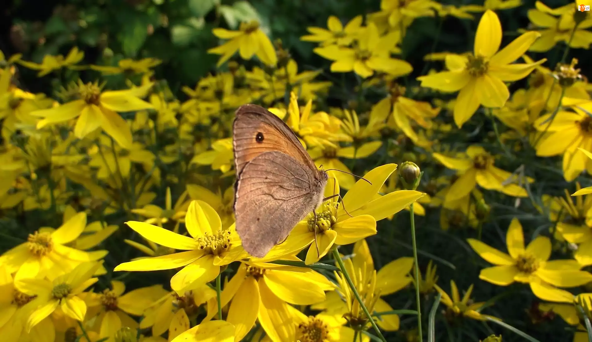 Nachyłek okółkowy, Motyl, Kwiaty