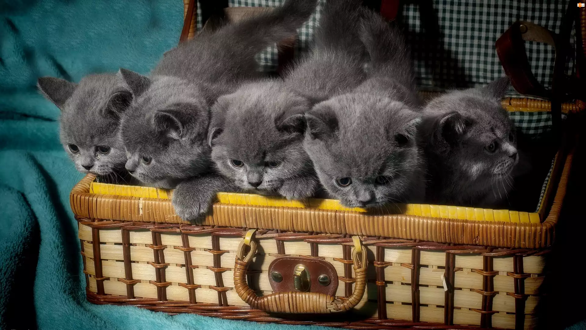 Kotki, Kosz, Małe, Słodkie