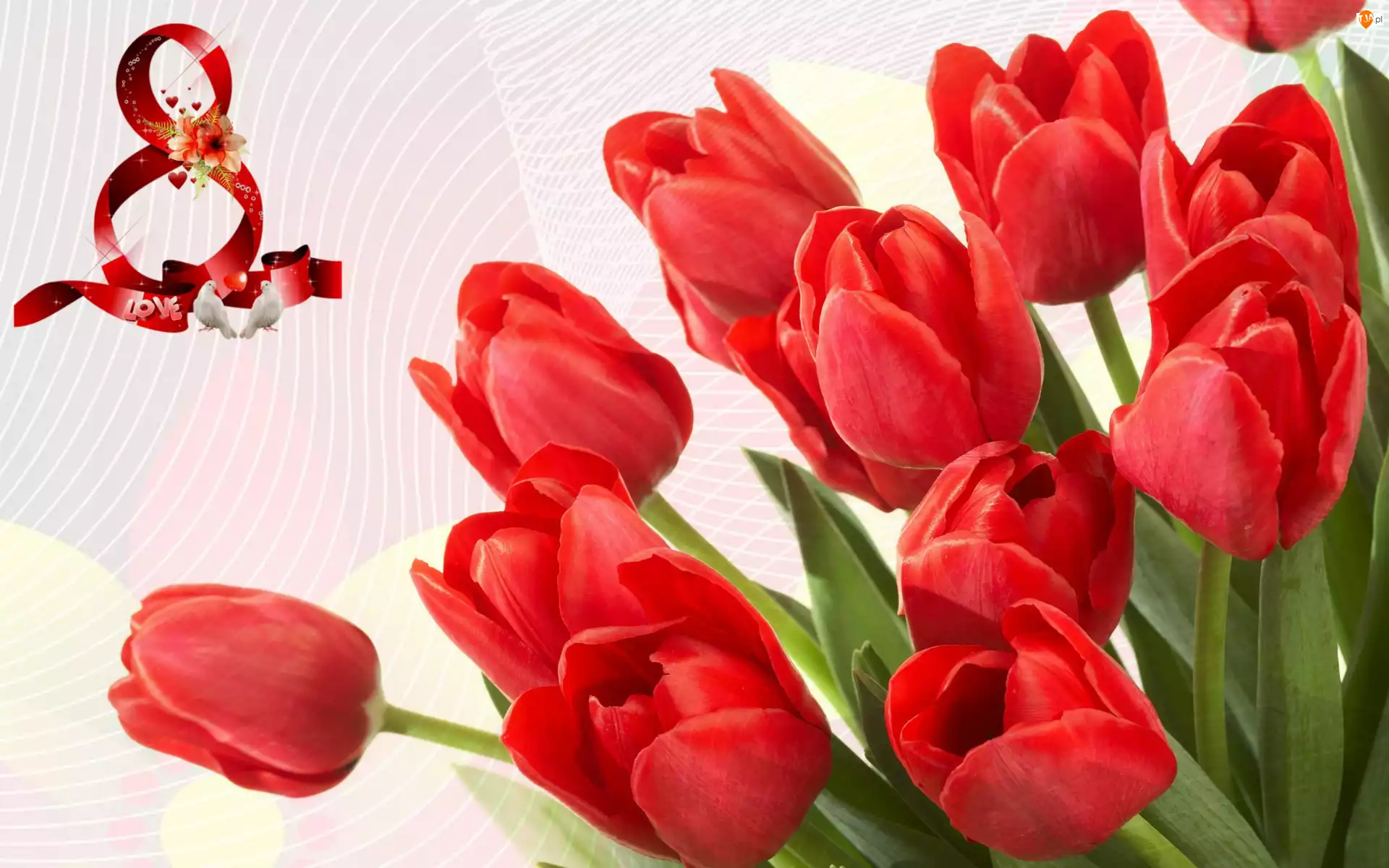 Tulipany, Dzień Kobiet