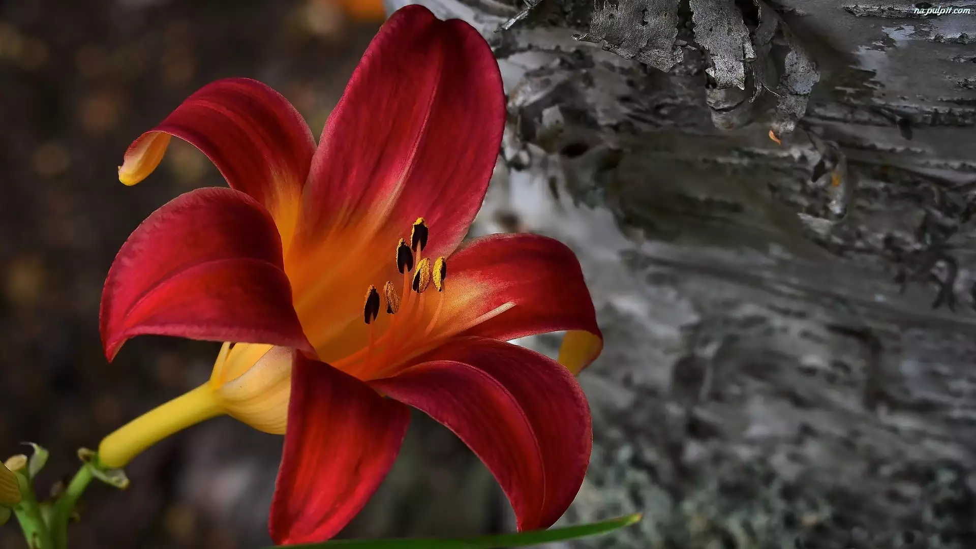 Liliowiec, Kwiat, Czerwony