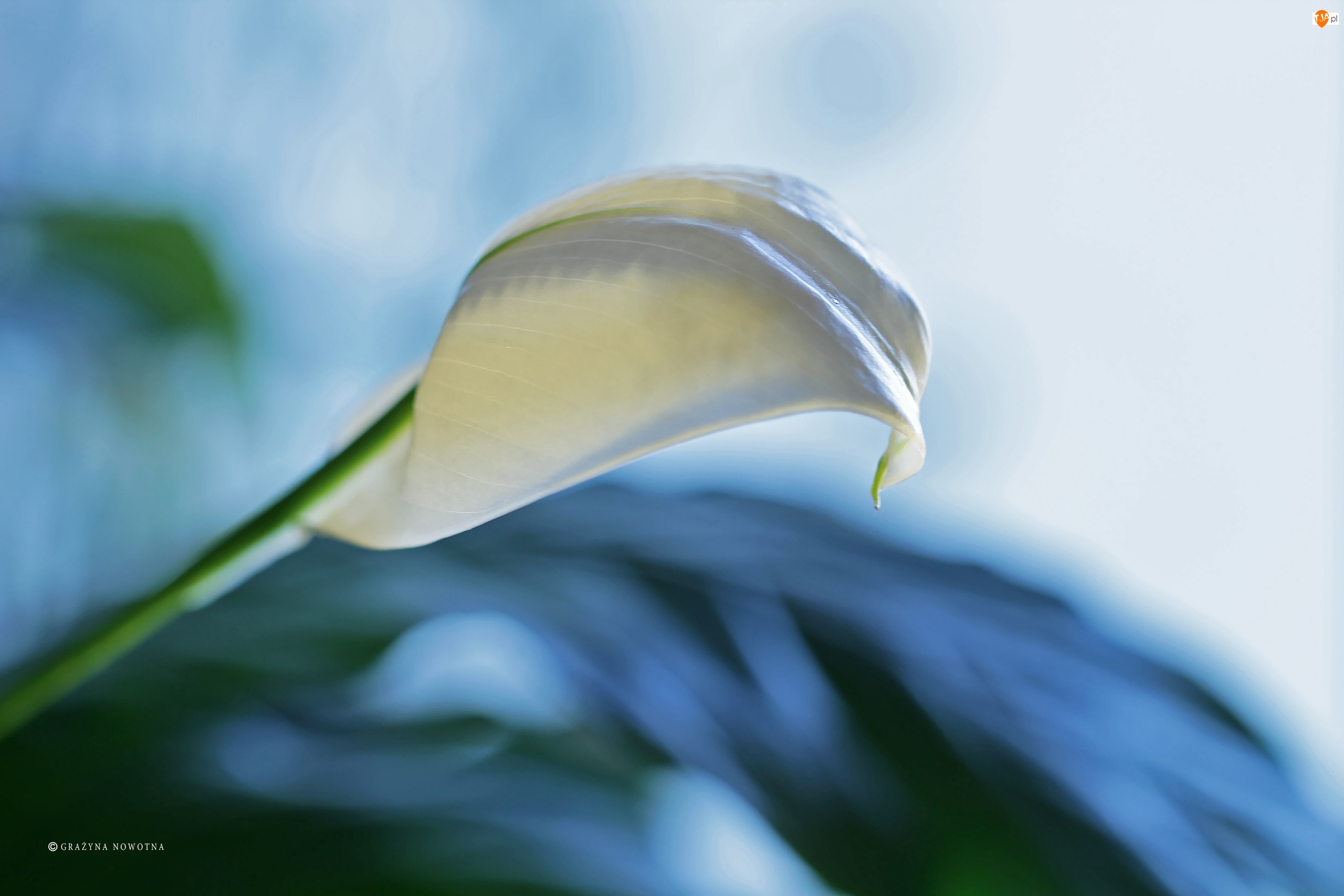 Skrzydłokwiat, Biały, Kwiat