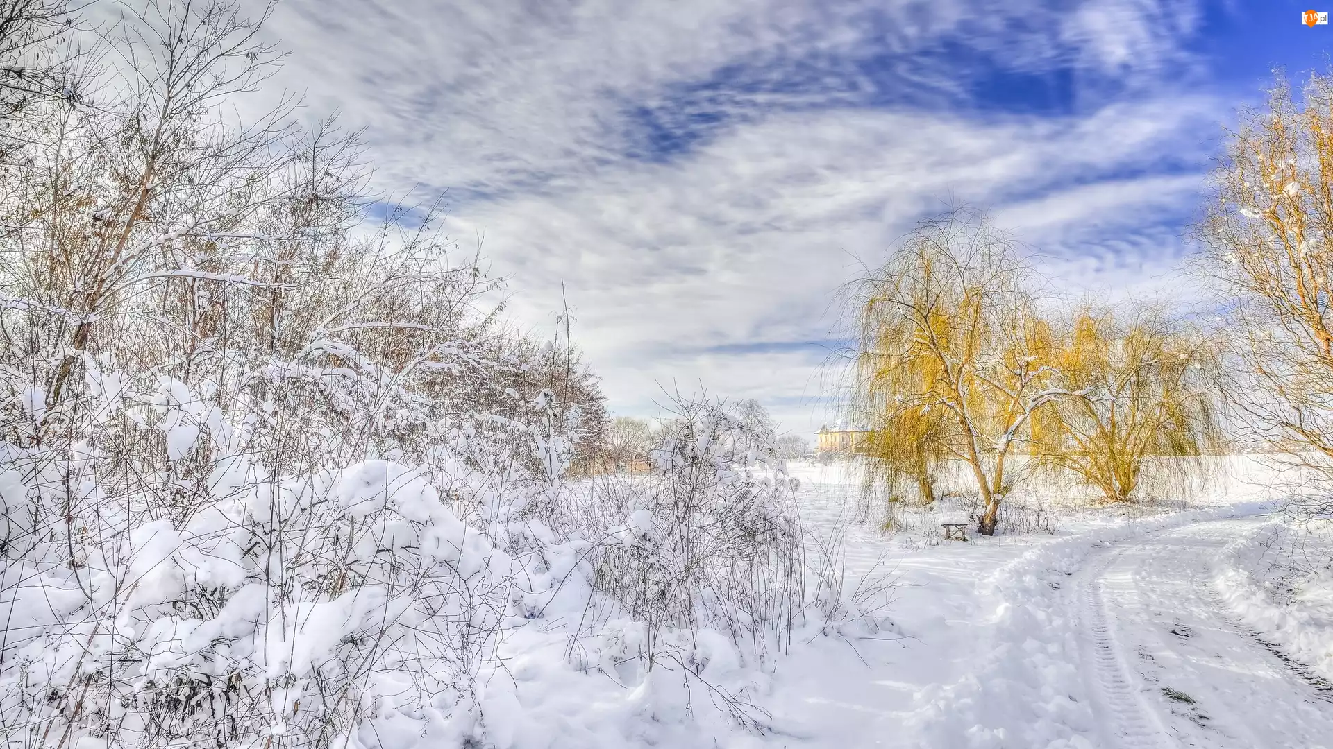 Krzewy, Zima, Śnieg, Droga, Drzewa