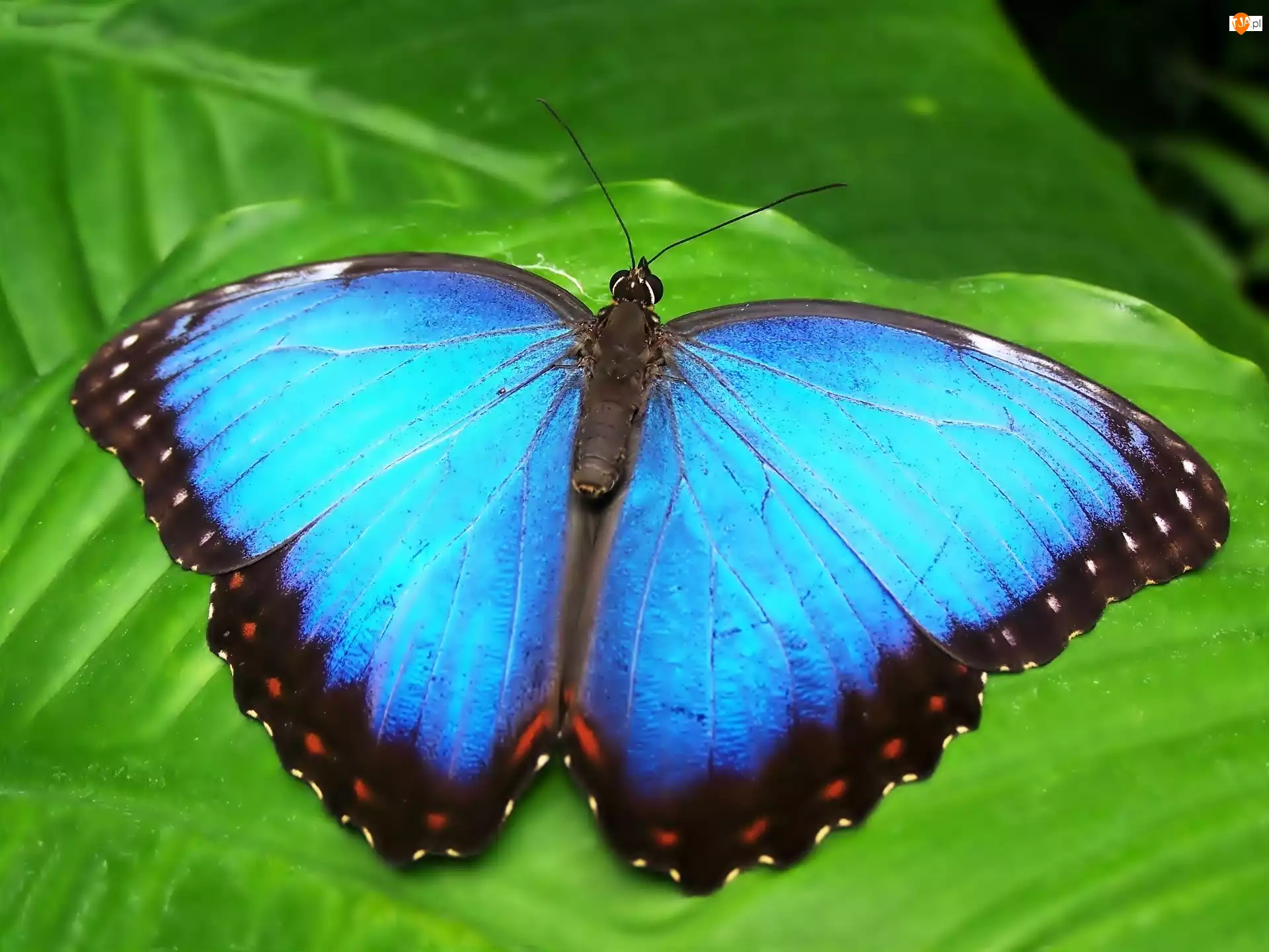 Motyl, Niebieski, Egzotyczny