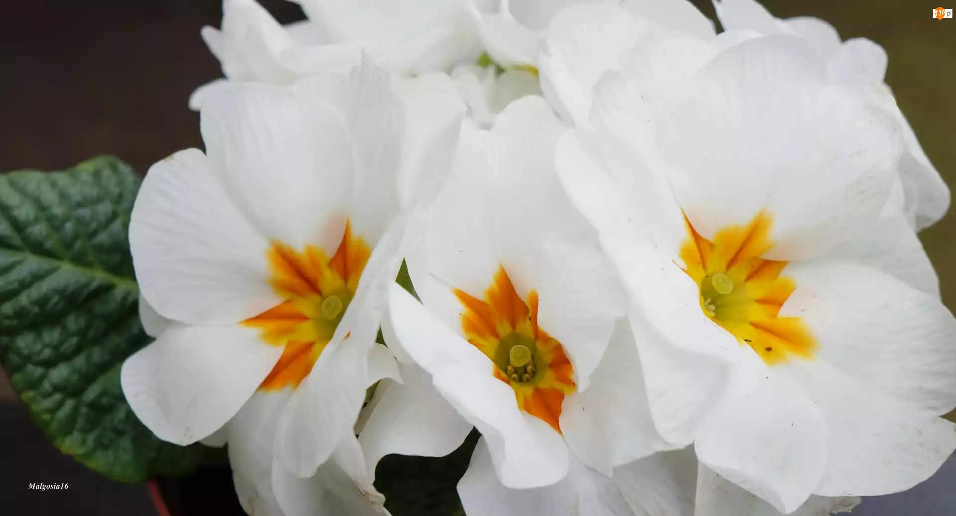 Białe, Prymula, Kwiaty, Pierwiosnek