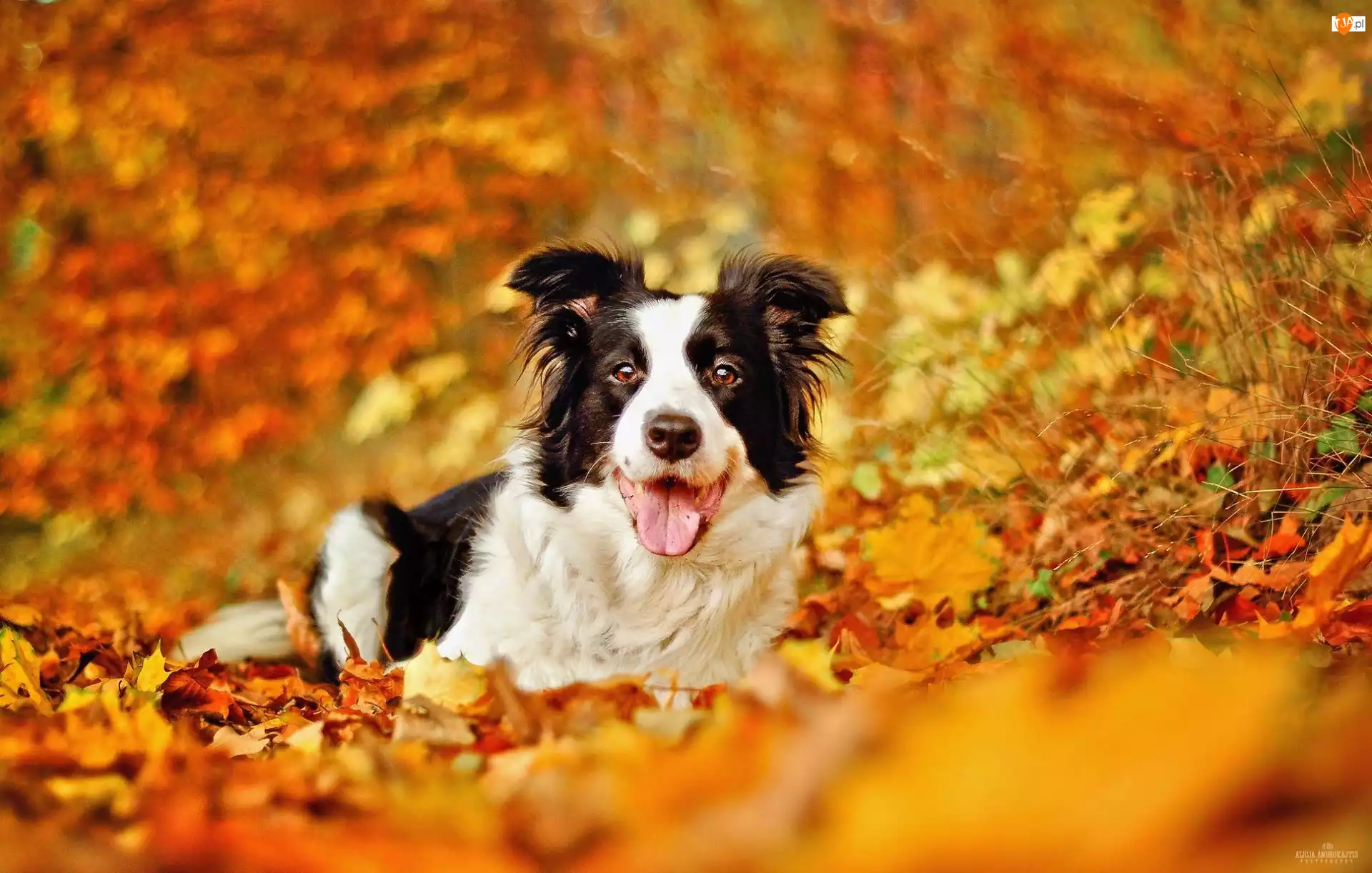 Pies, Liście, Border Collie, Jesień