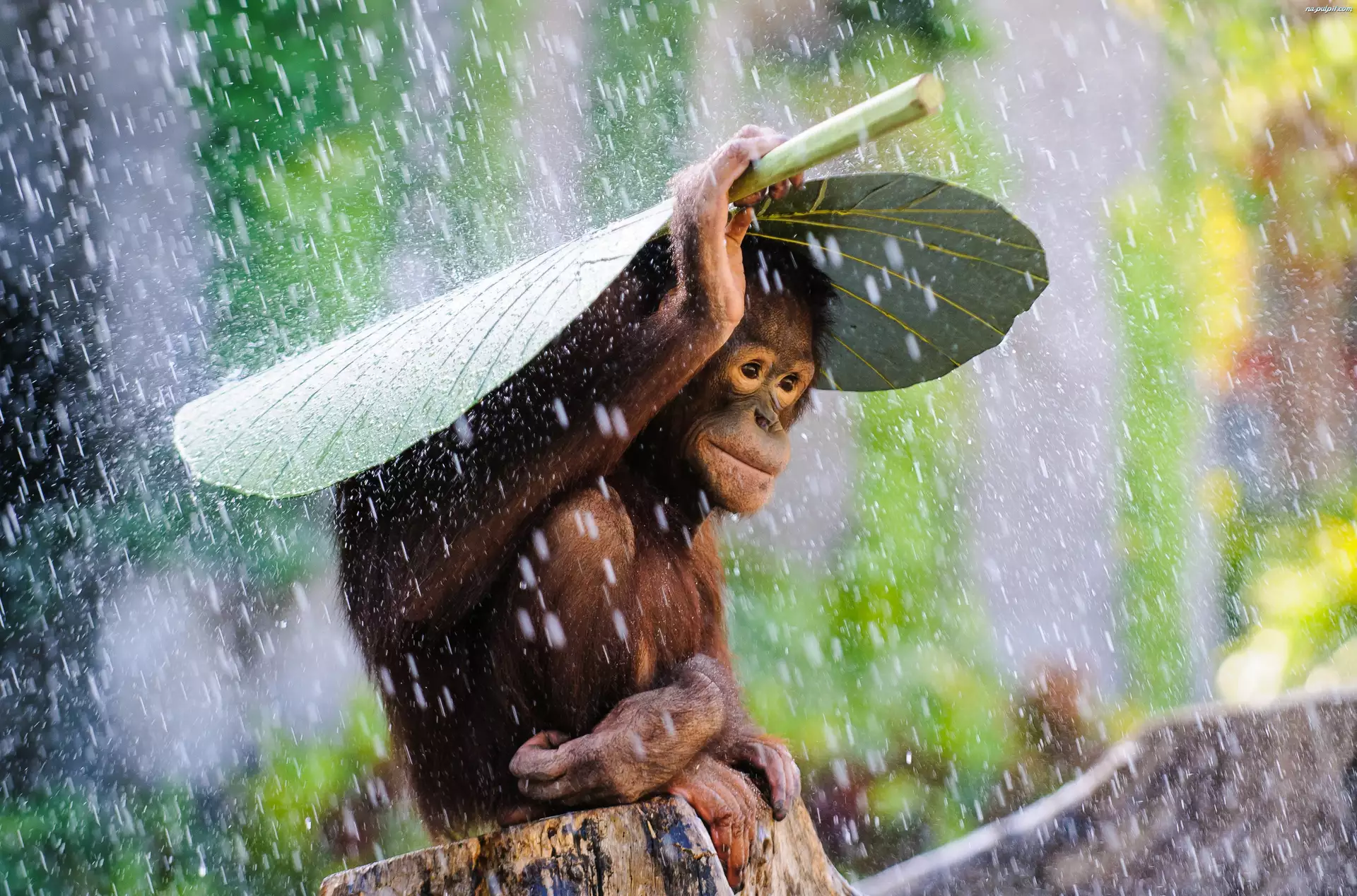 Małpa, Deszcz, Orangutan, Liść