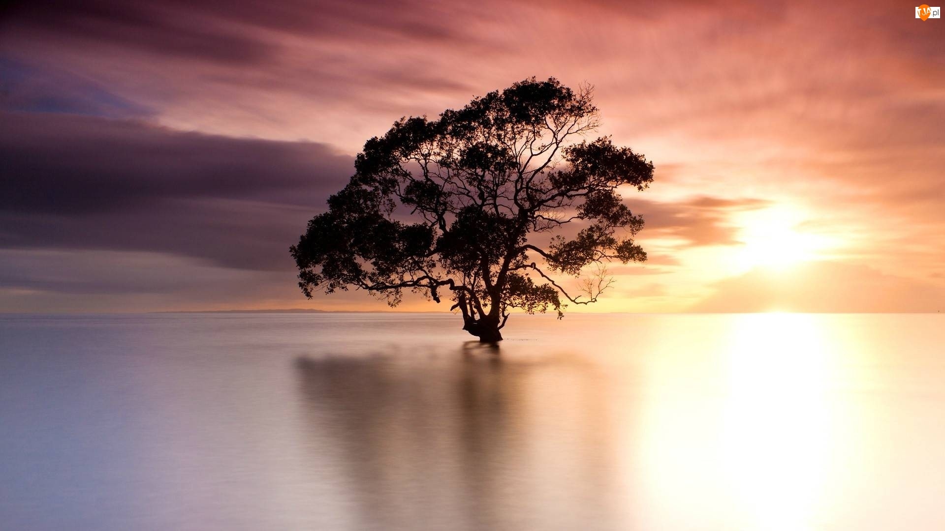 Drzewo, Zachód słońca, Jezioro