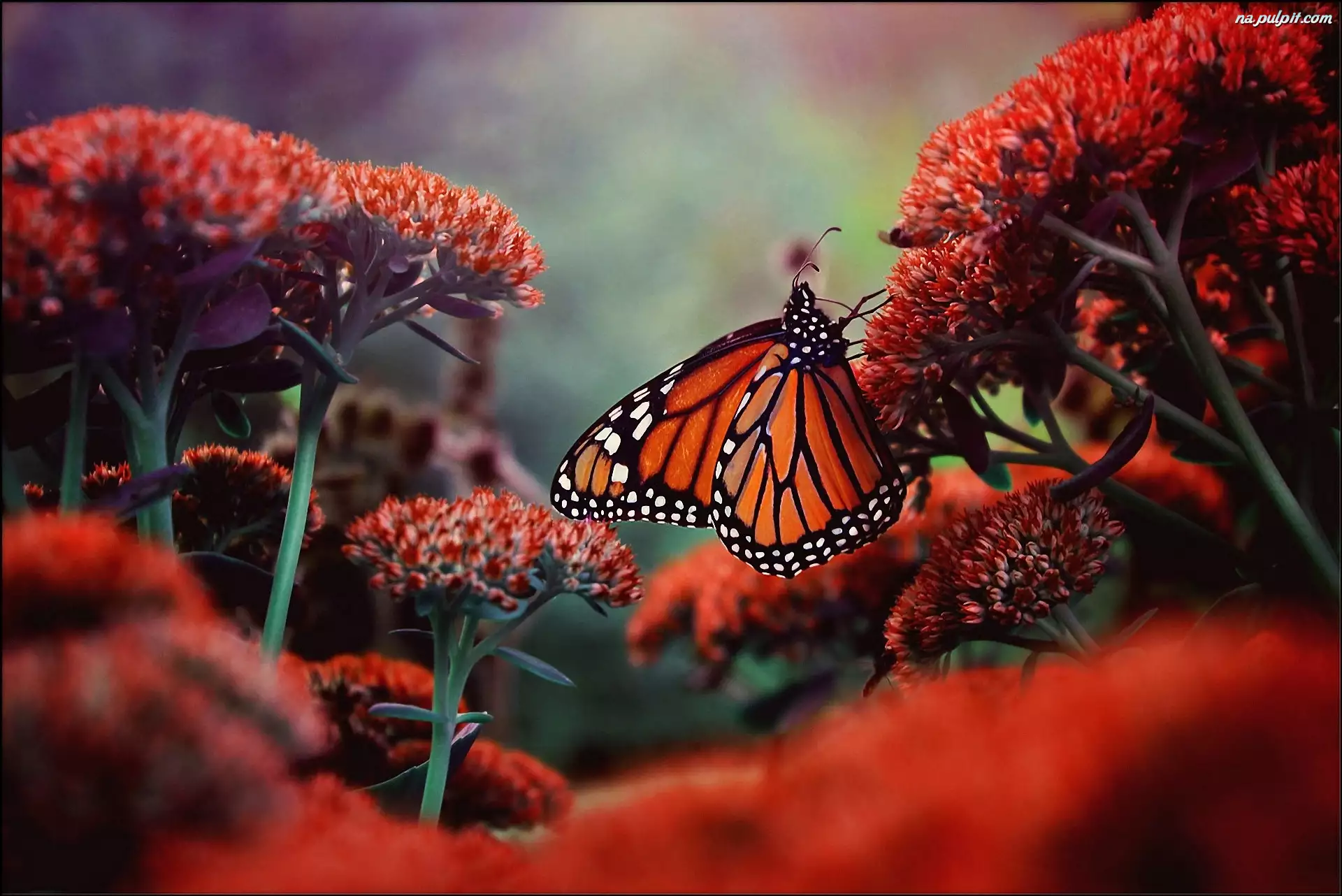 Kwitnące, Monarch, Kwiaty, Motyl