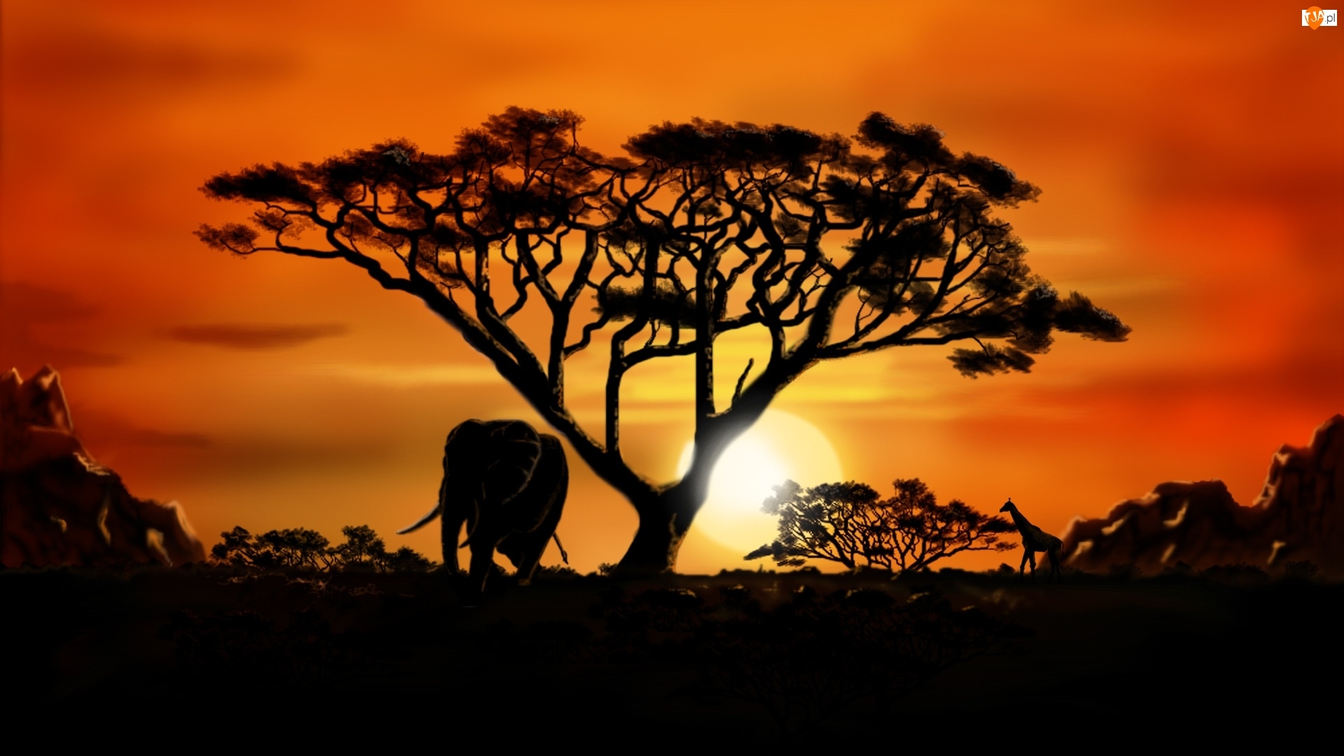 Safari, Słoń, Żyrafa