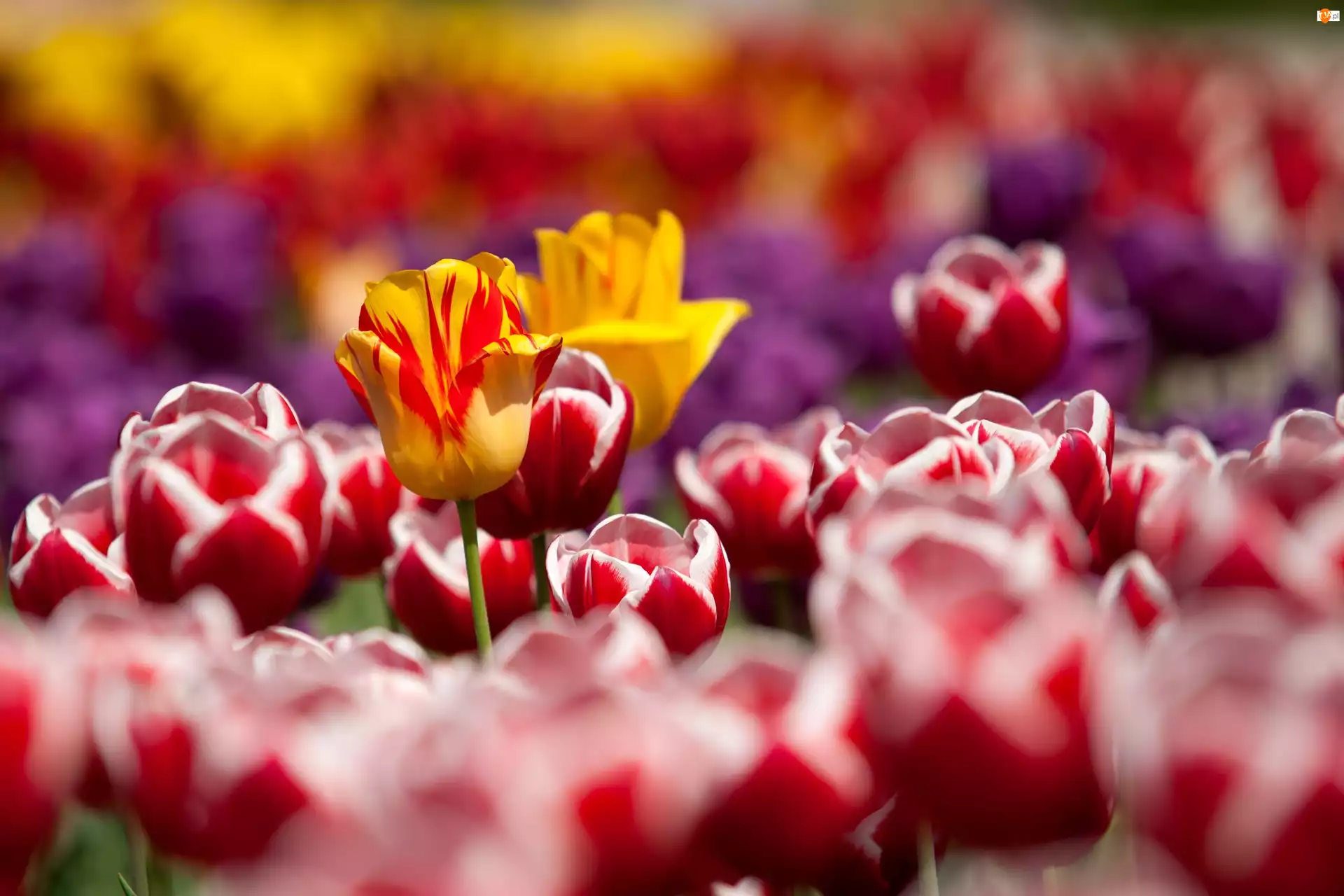 Kwiaty, Tulipany, Żółte, Czerwone