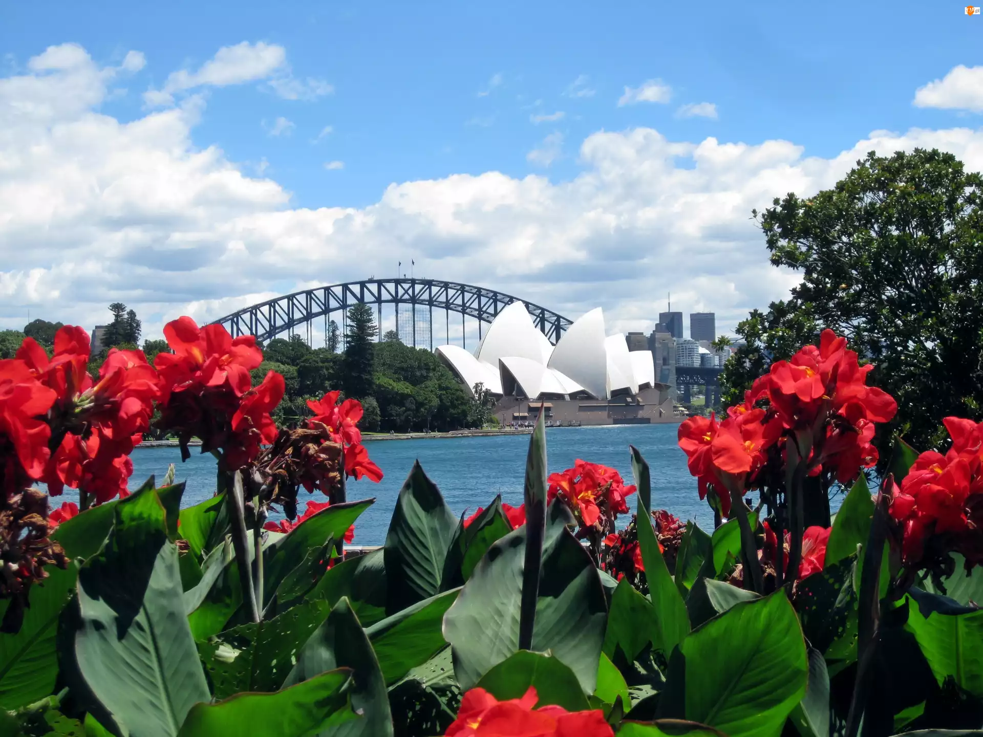 Sydney, Czerwone, Kwiaty, Panorama