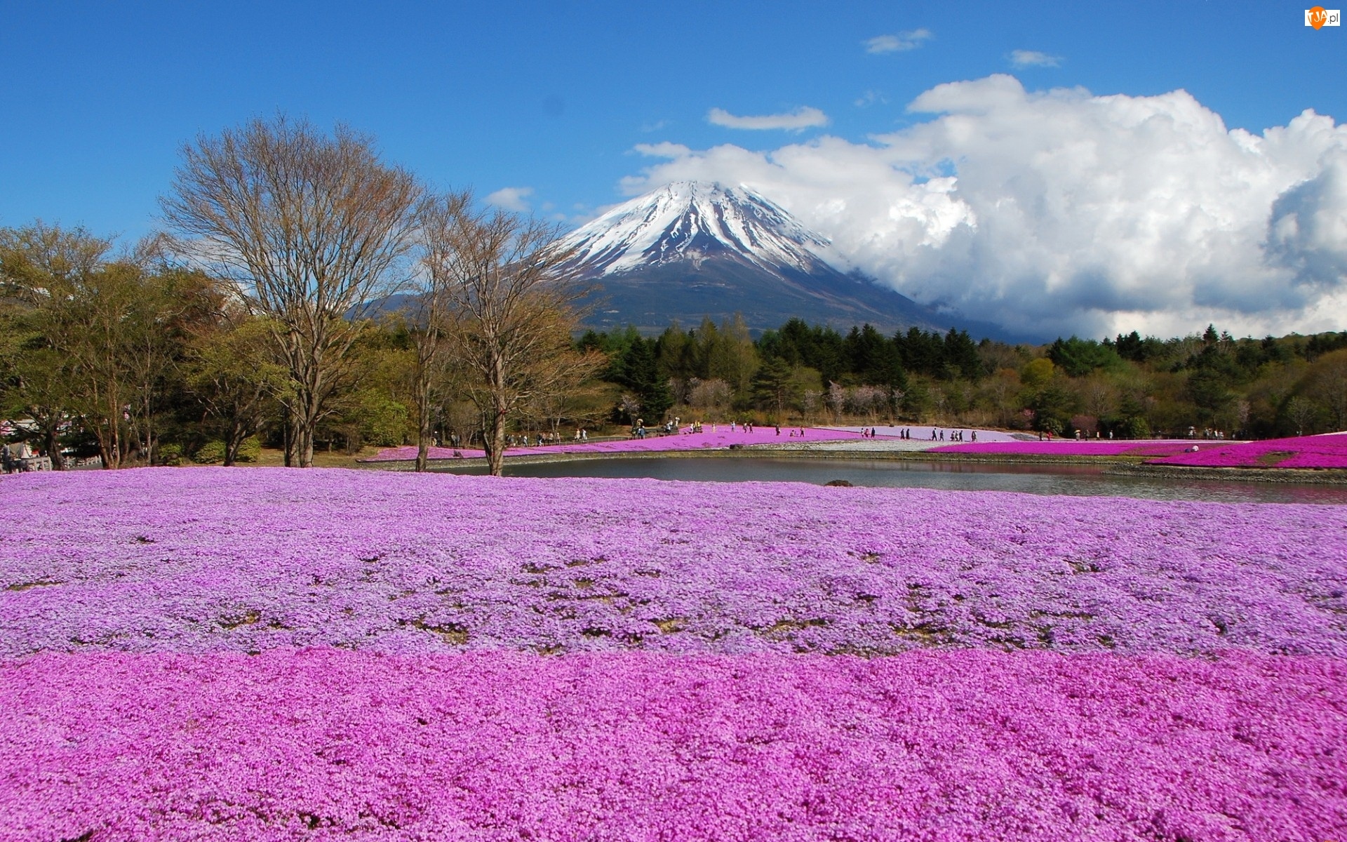 Pole, Wulkan, Fuji, Góra, Kwiatów