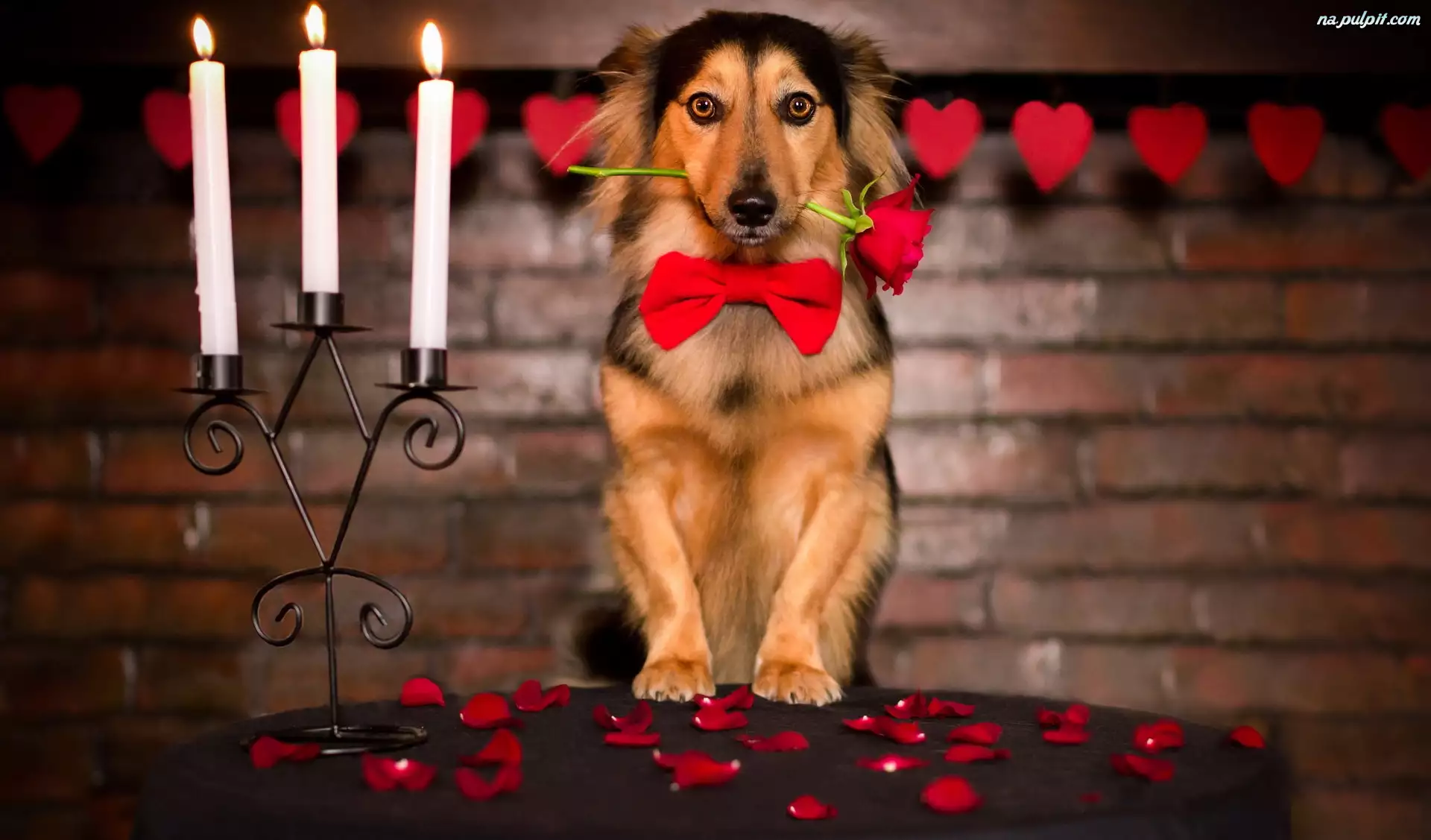 Pies, Miłosne, Roza, Walentynki