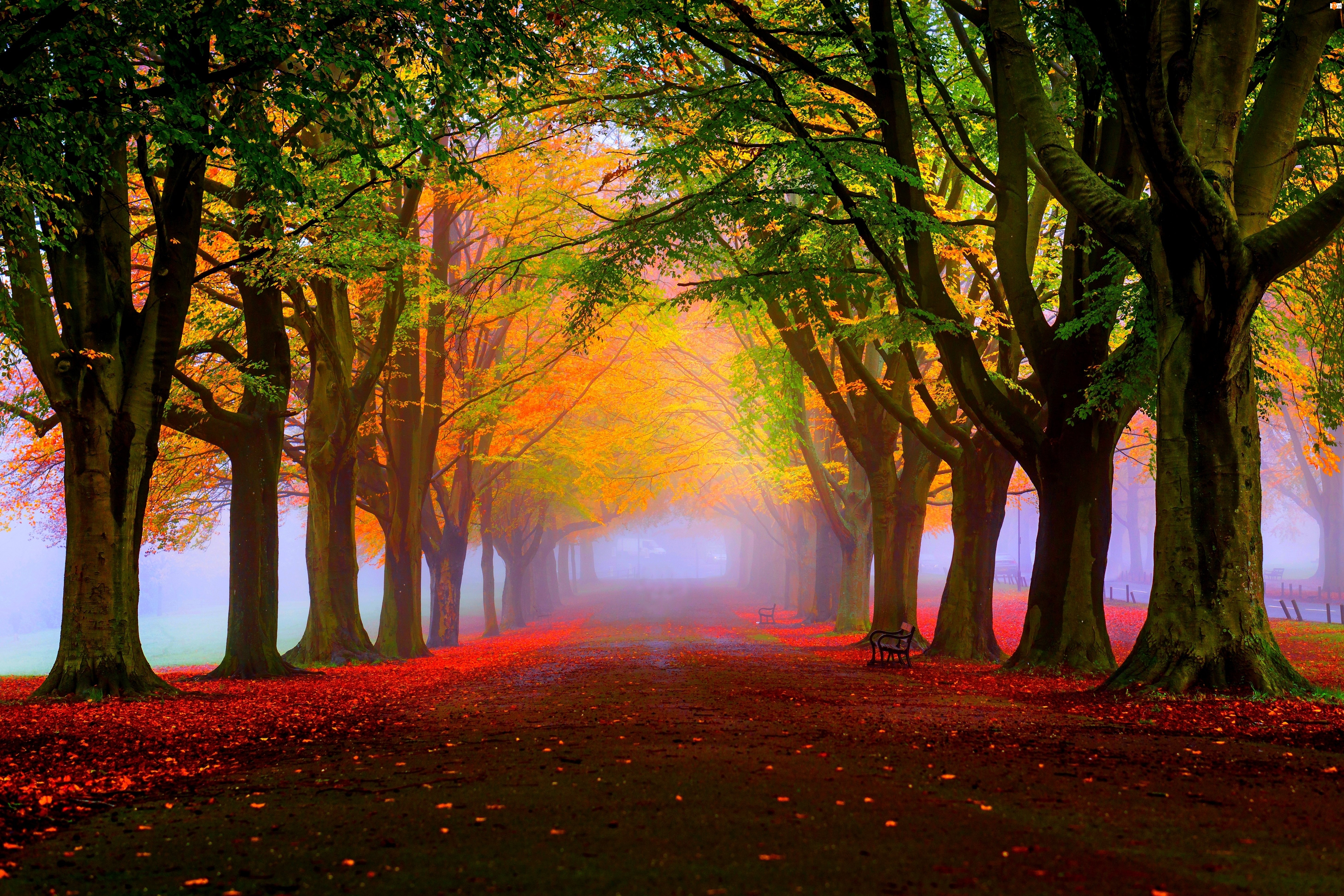 Mgła, Jesień, Drzewa, Park, Aleja