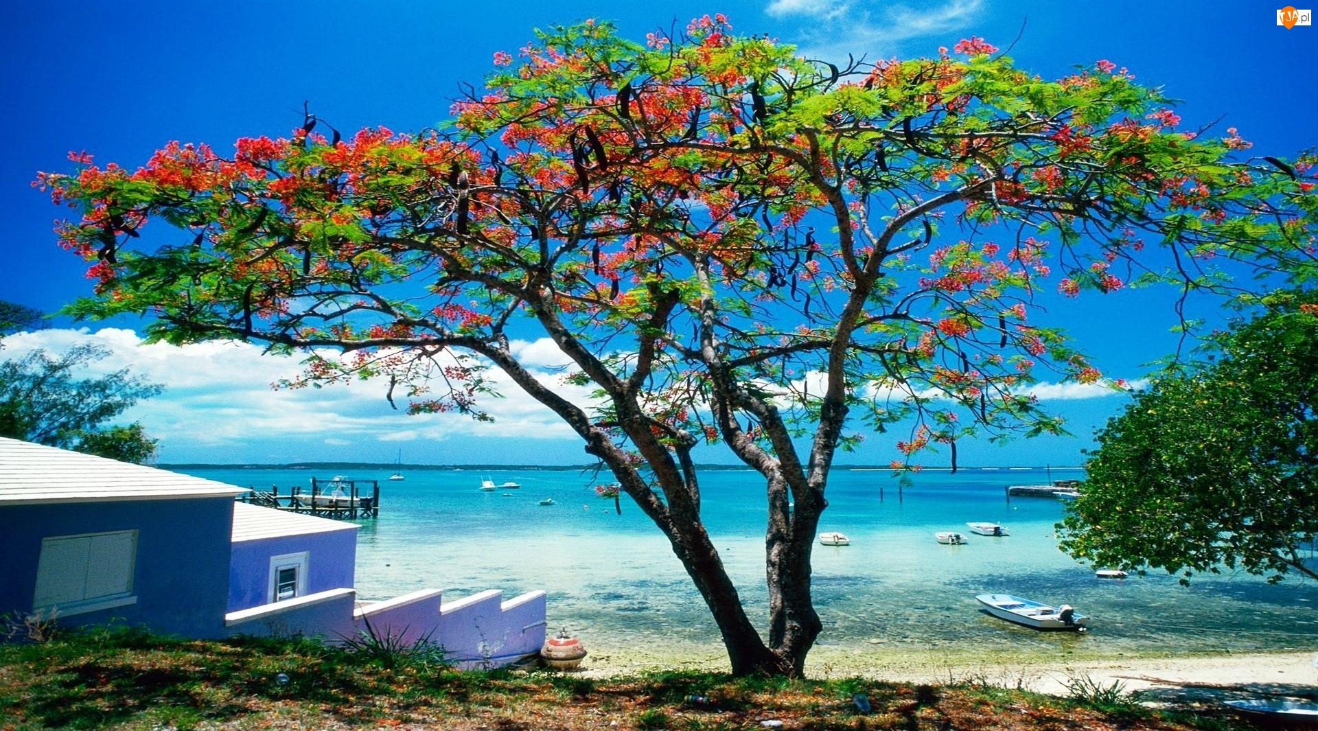 Kwitnące, Karaiby, Plaża, Morze, Drzewo