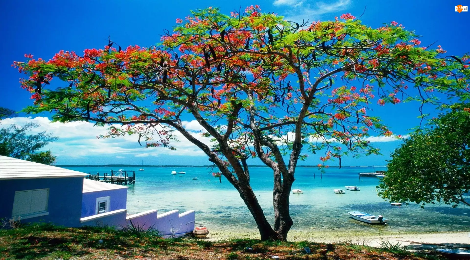 Karaiby, Morze, Kwitnące, Plaża, Drzewo
