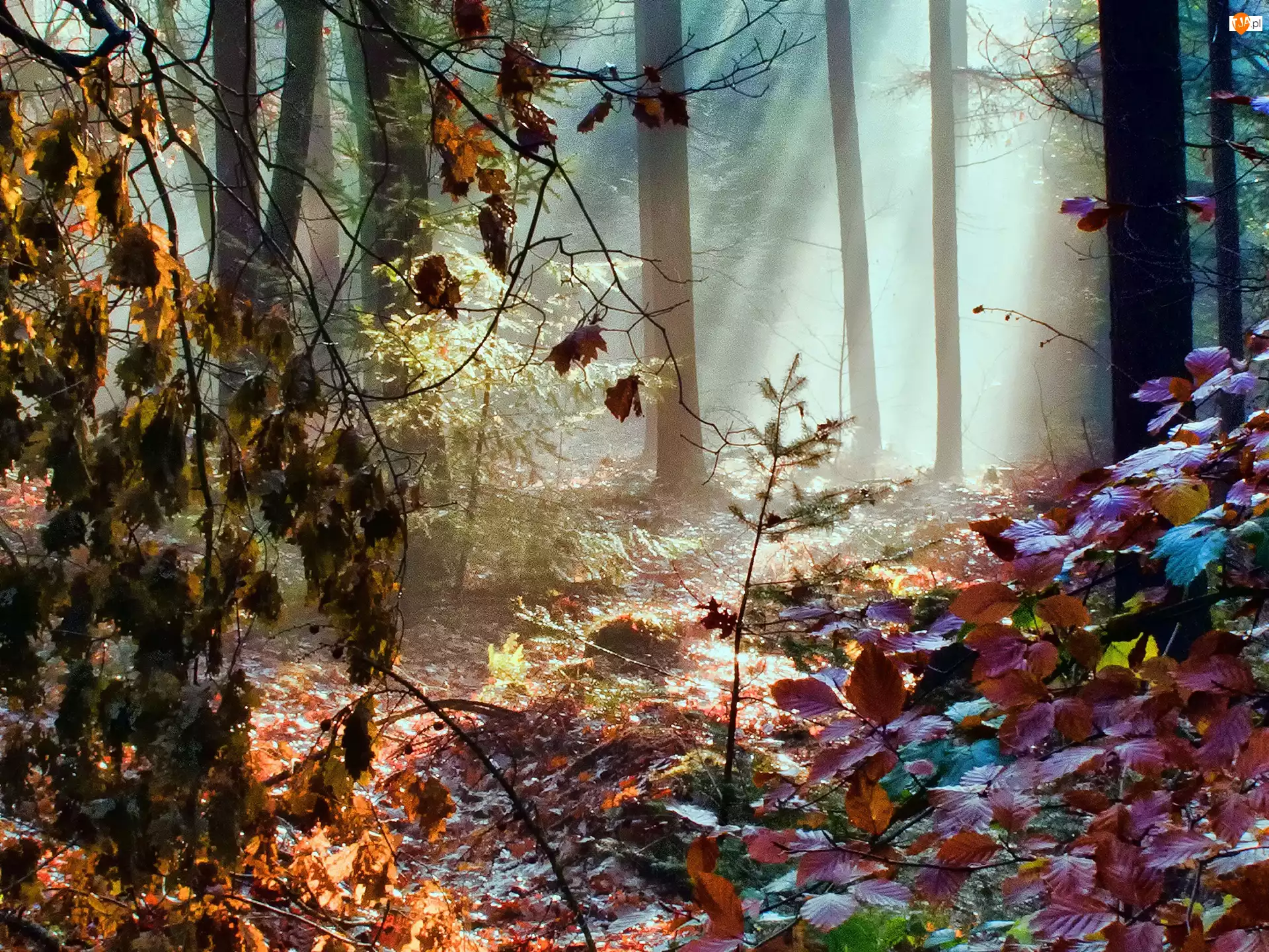 Las, Liście, Jesień, Mgła