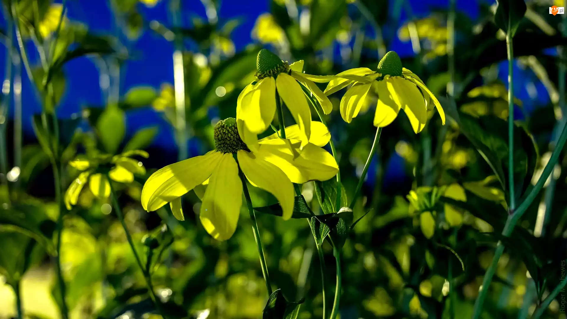 Rudbekia Lśniąca, Żółte, Kwiaty