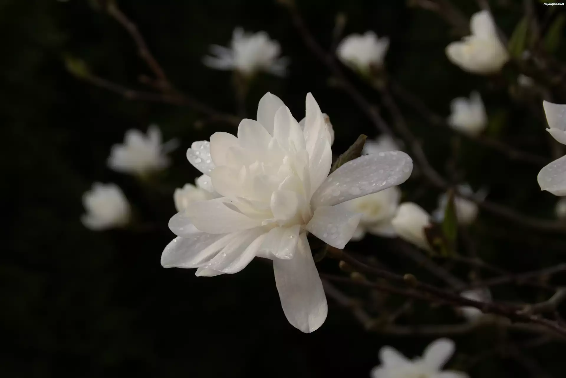 Rosa, Biała, Magnolia