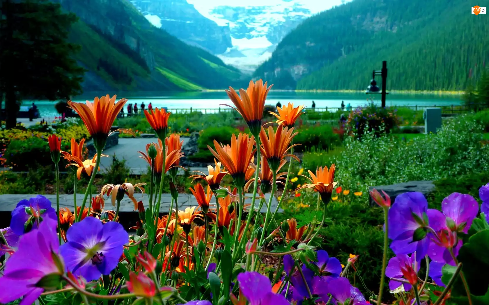 Gerbery, Góry, Kwiaty