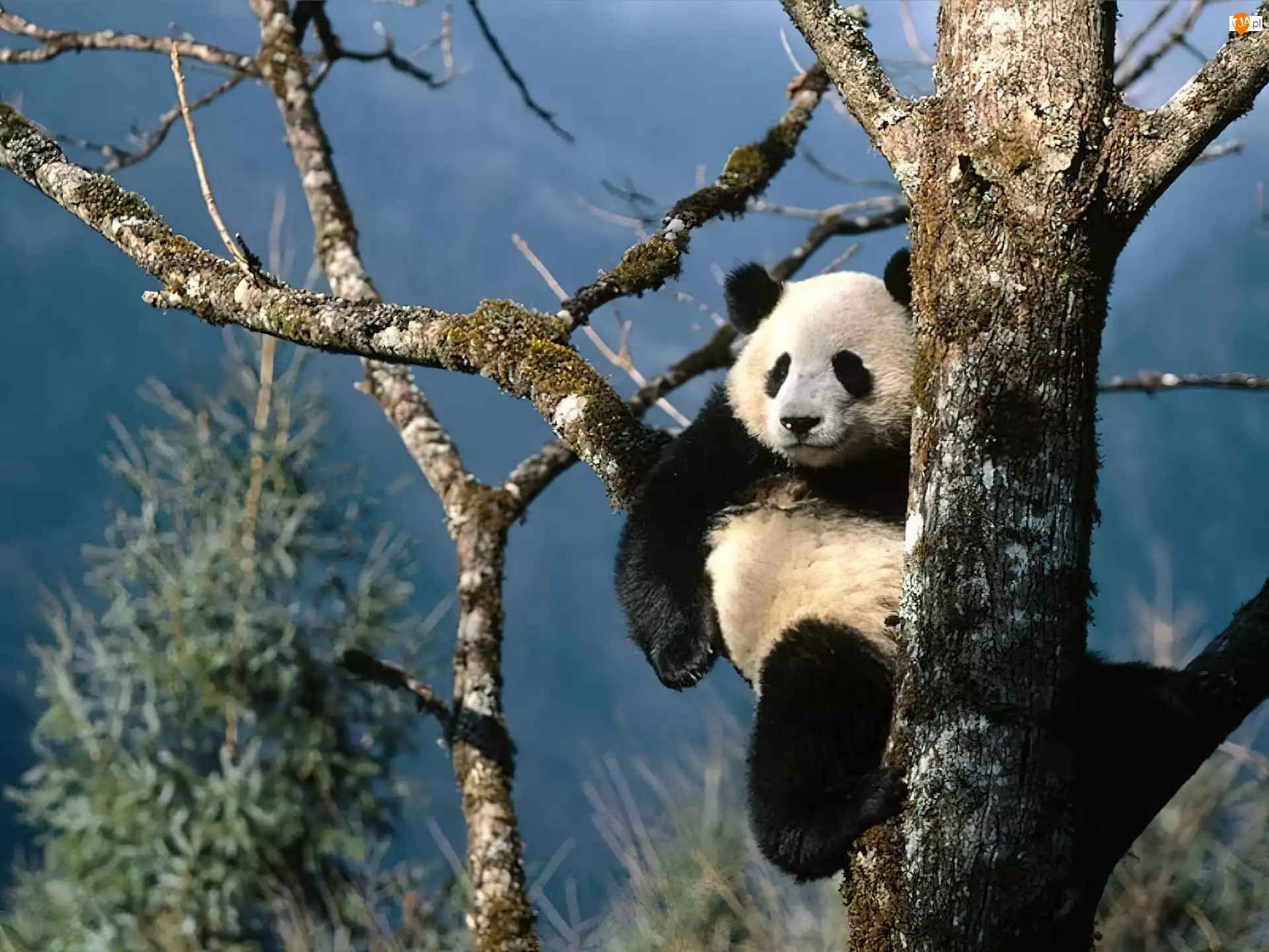 Drzewo, Panda