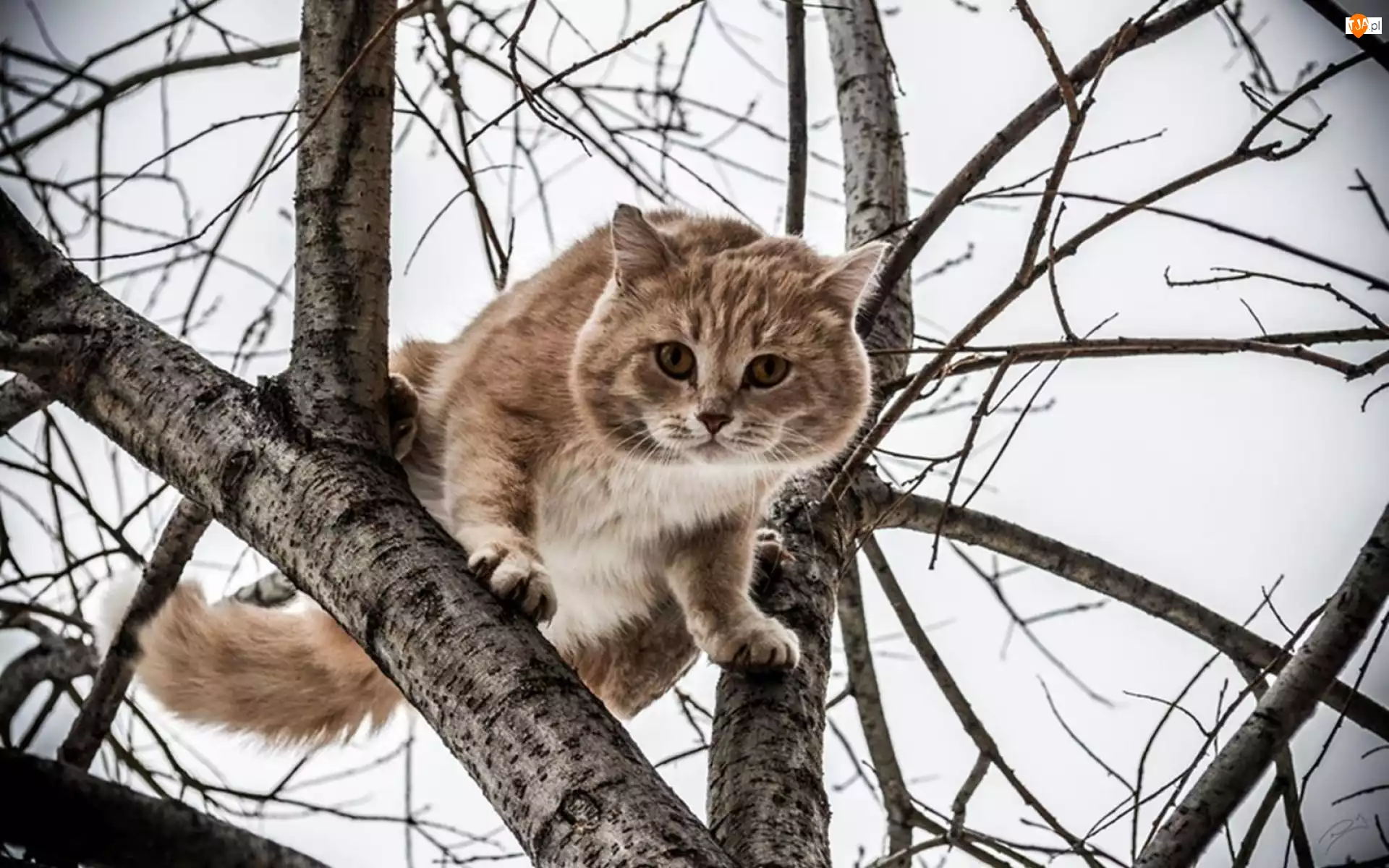 Konary, Kot, Drzewo
