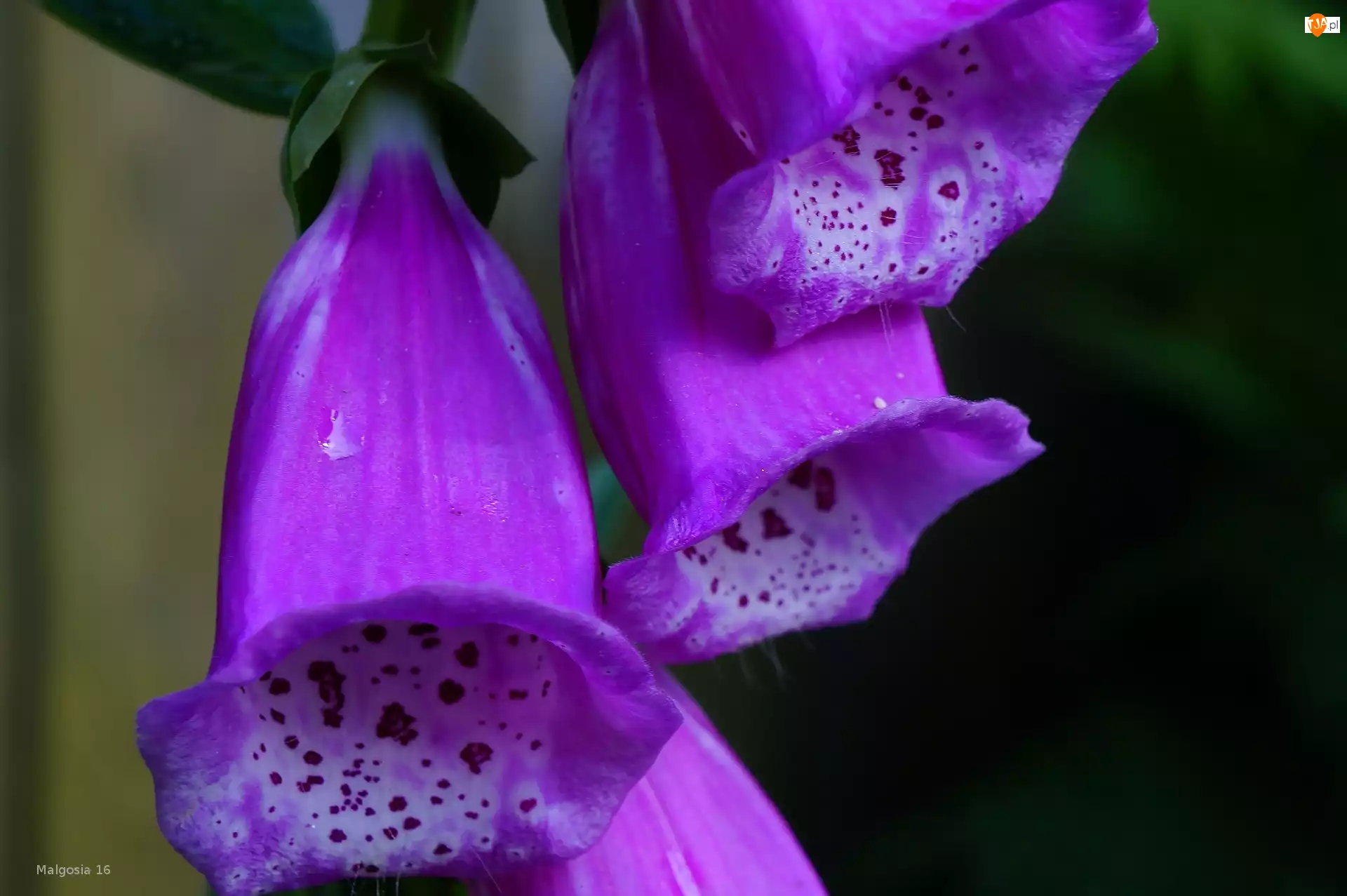 Naparstnica Purpurowa, Kwiat