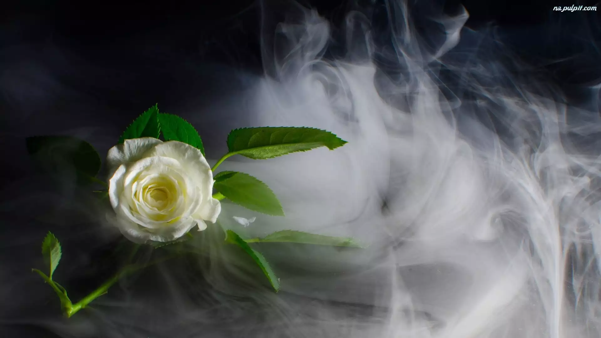 Biała, Dym, Róża, Liście